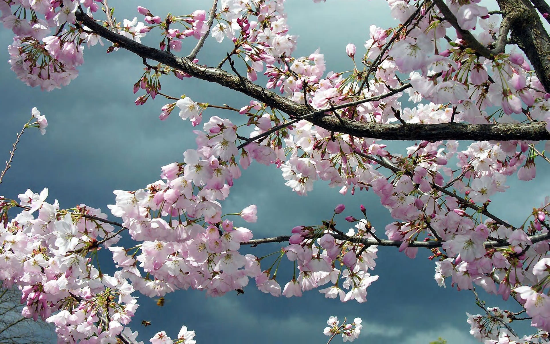 Descarga gratuita de fondo de pantalla para móvil de Flores, Flor, Tierra/naturaleza.