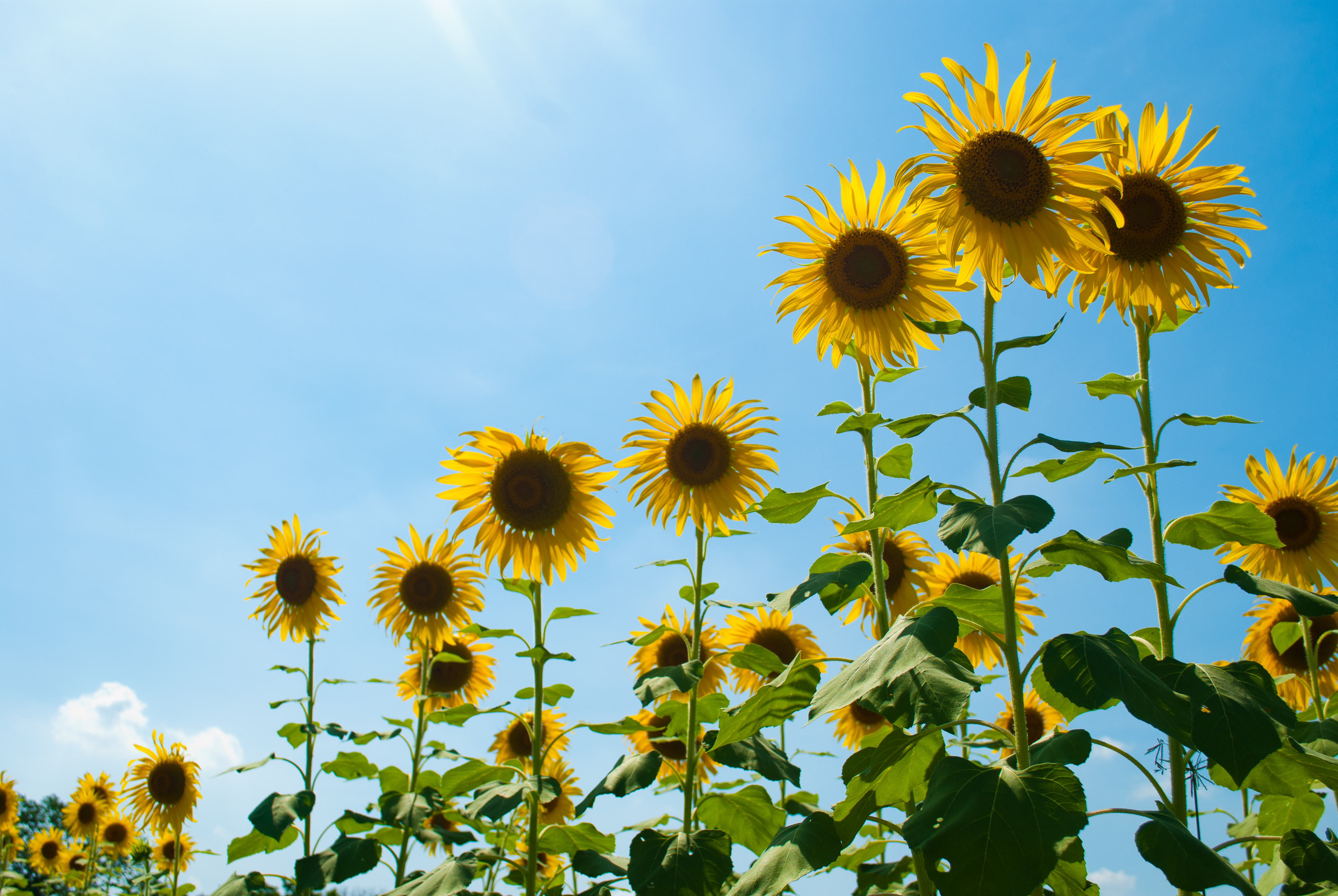 Download mobile wallpaper Nature, Flowers, Sky, Flower, Earth, Sunflower, Yellow Flower for free.