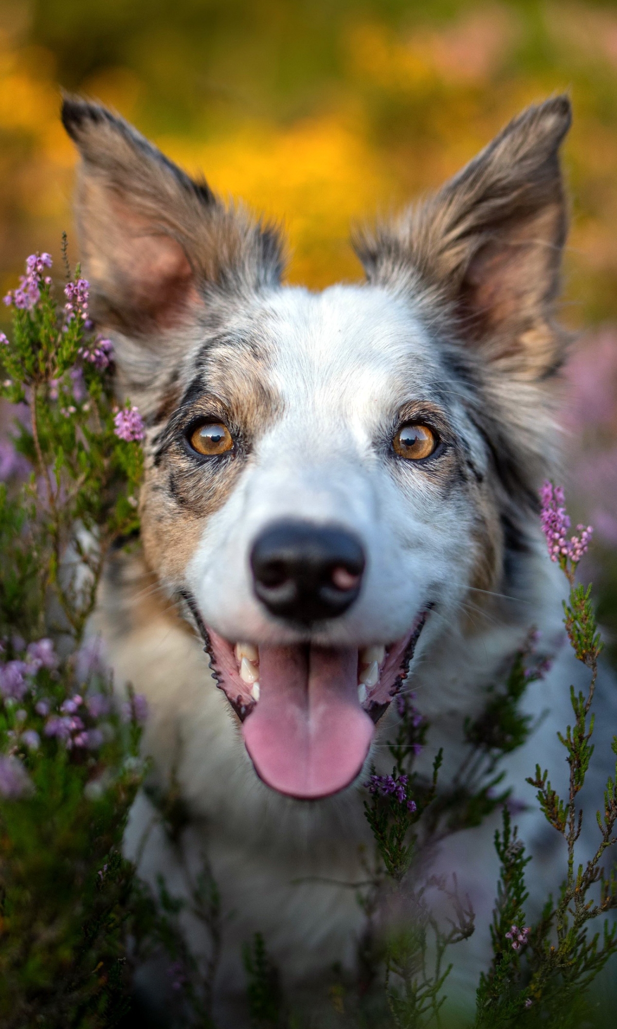 Descarga gratuita de fondo de pantalla para móvil de Animales, Perros, Perro.