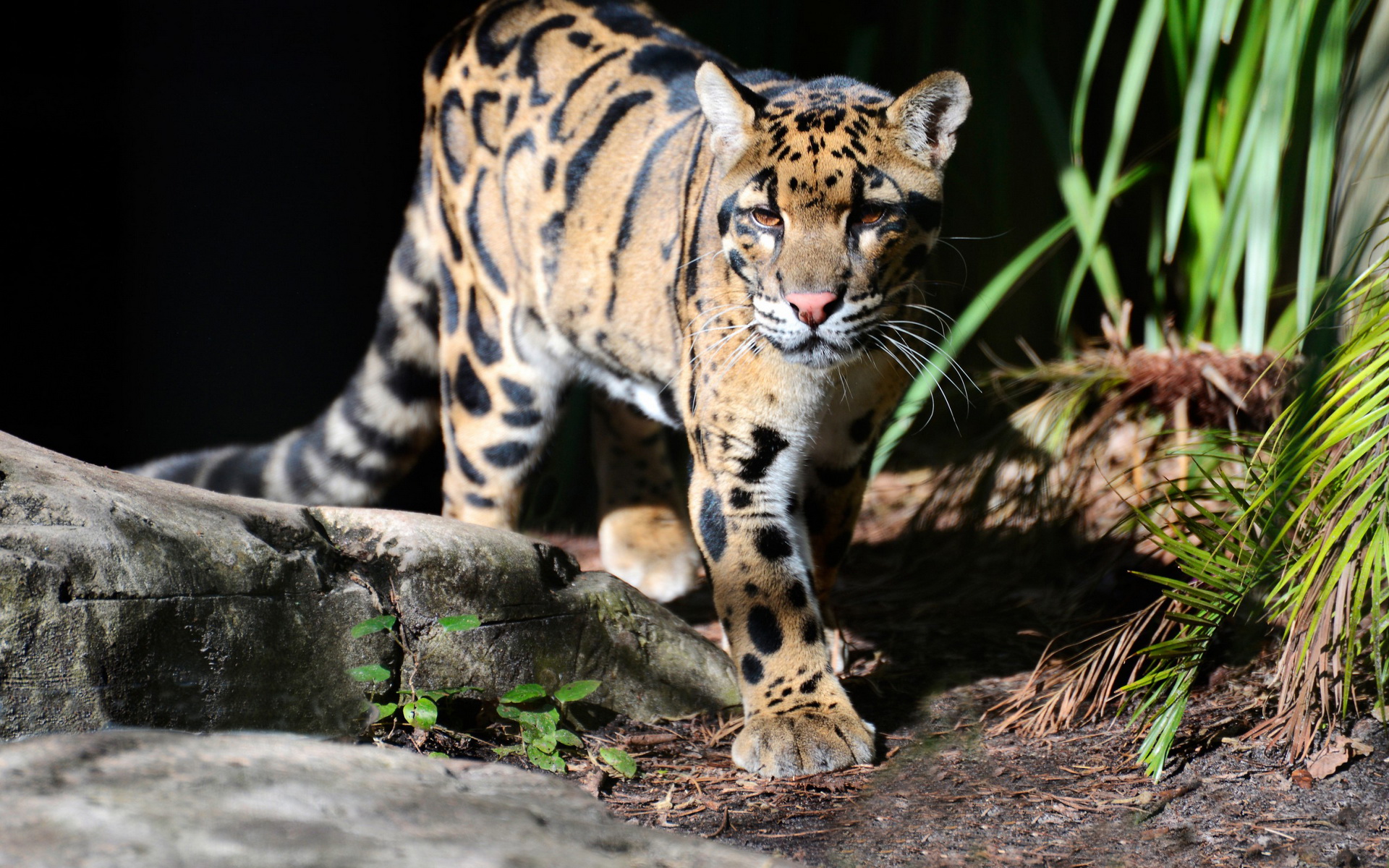 310228 baixar imagens animais, leopardo nebuloso, gatos - papéis de parede e protetores de tela gratuitamente