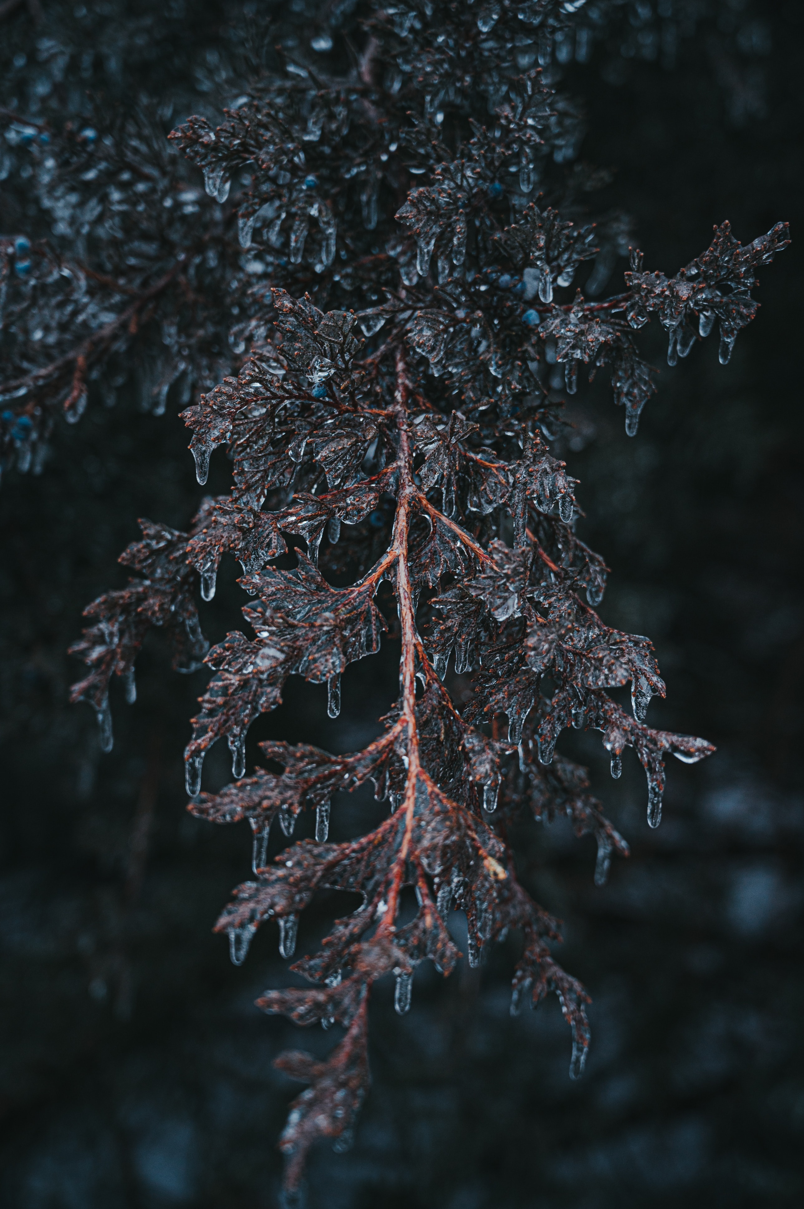 vertical wallpaper branch, ice, plant, macro, frost