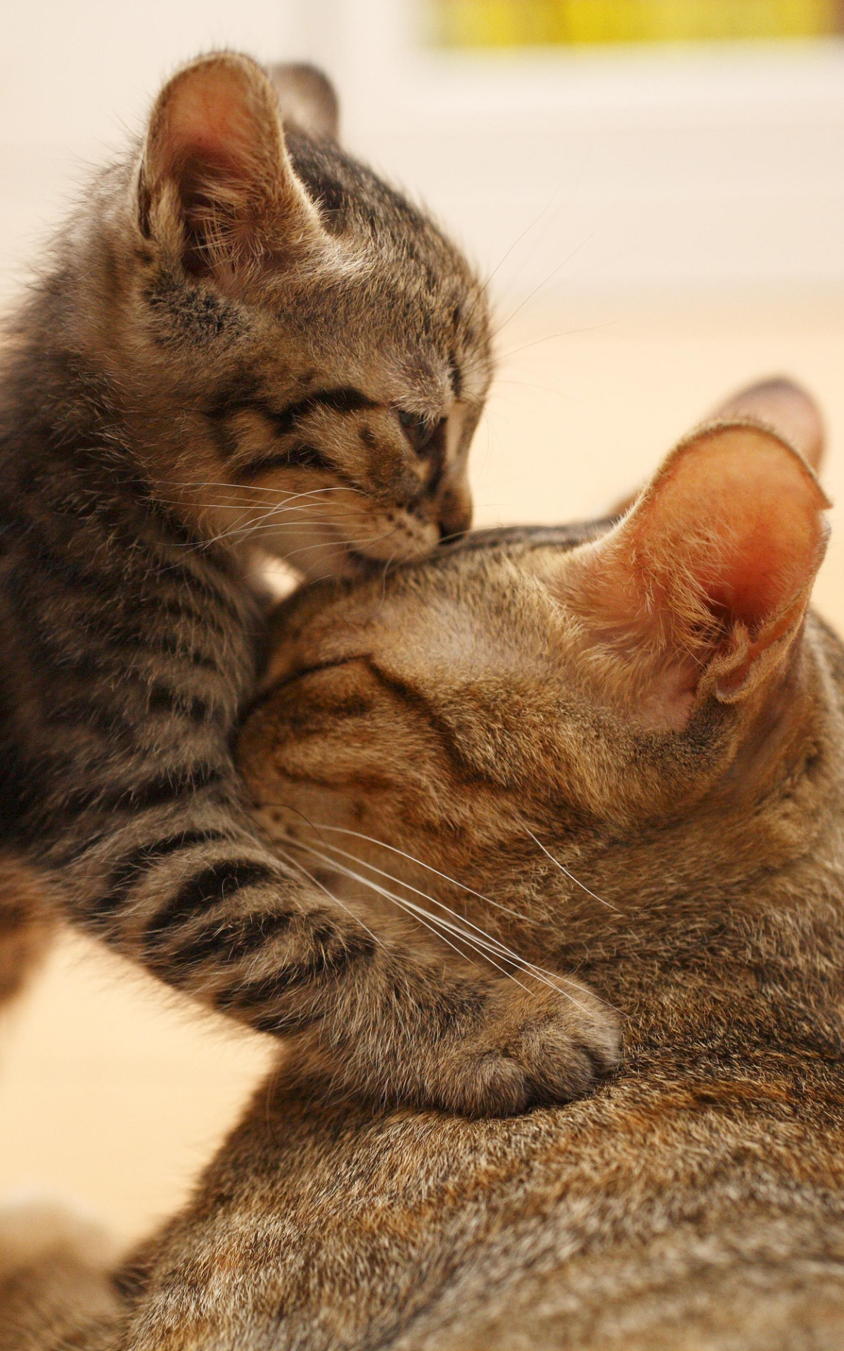 無料モバイル壁紙動物, ネコ, 猫, 子猫, 可愛い, 赤ちゃん動物をダウンロードします。