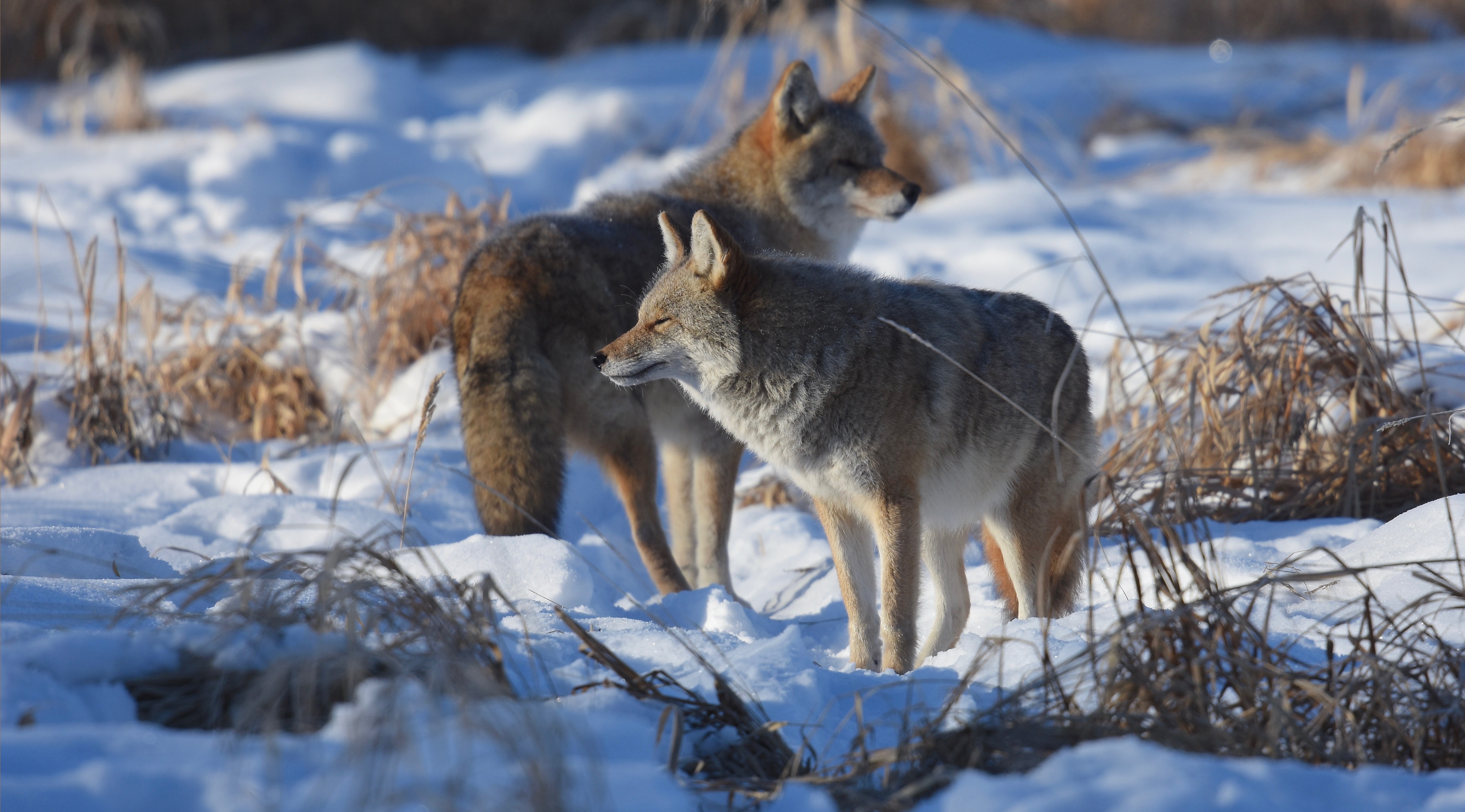 977379 Hintergrundbild herunterladen tiere, koyote, schnee, winter - Bildschirmschoner und Bilder kostenlos