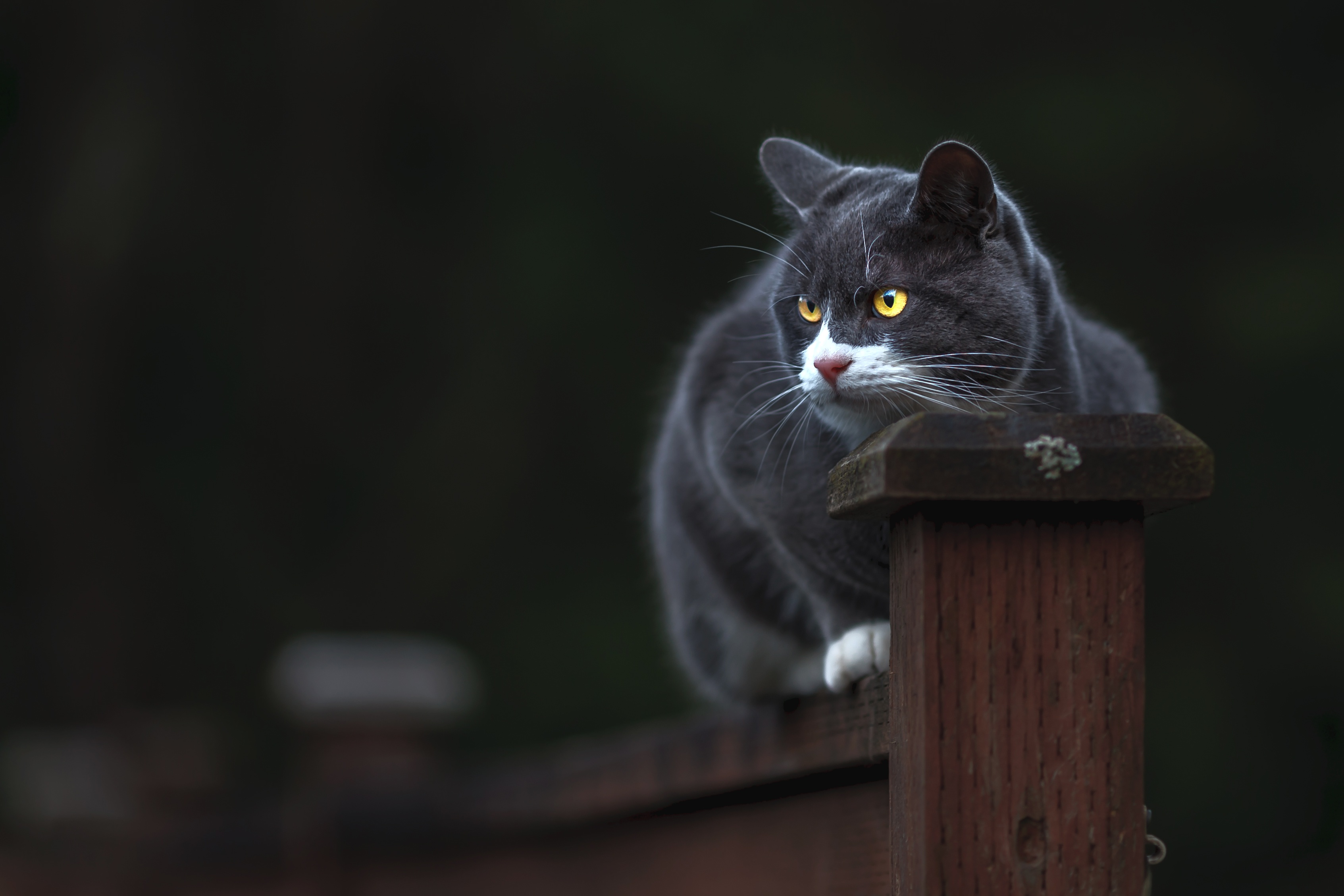 Baixar papel de parede para celular de Animais, Gatos, Gato gratuito.