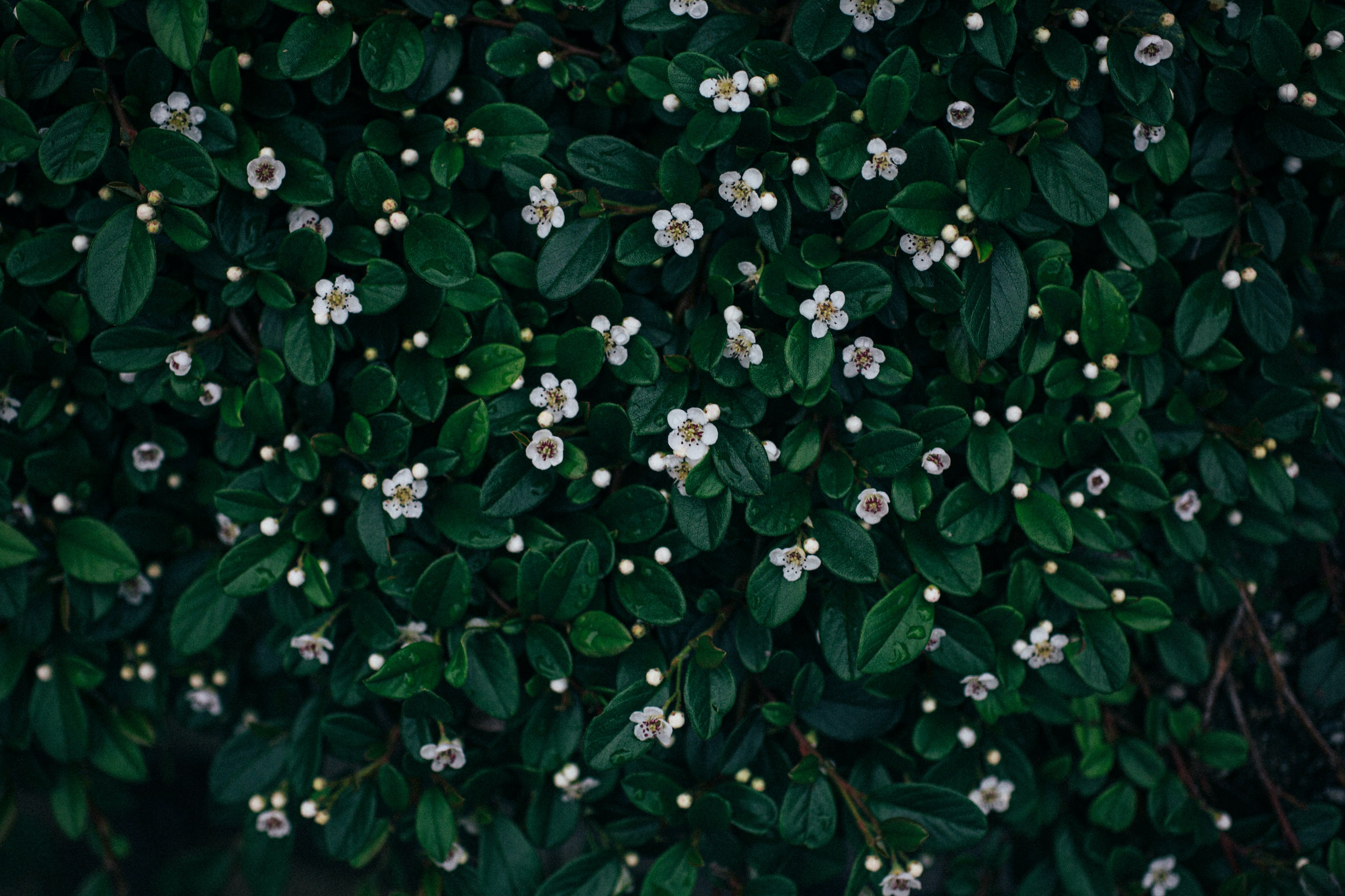 Free download wallpaper Plant, Flowering, Flowers, Bloom, Leaves on your PC desktop