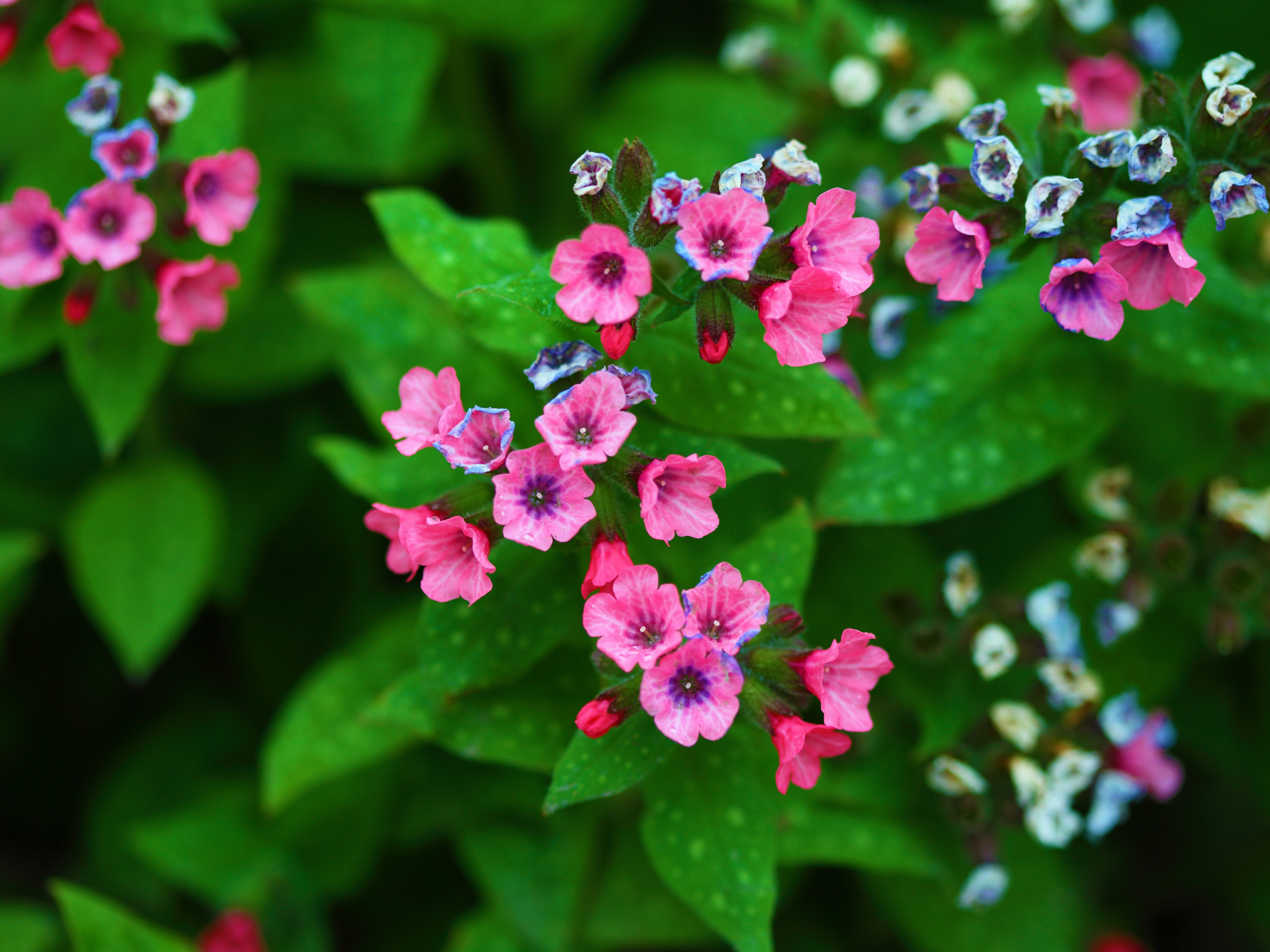 Descarga gratis la imagen Flores, Flor, Flor Rosa, Hoja, Tierra/naturaleza en el escritorio de tu PC