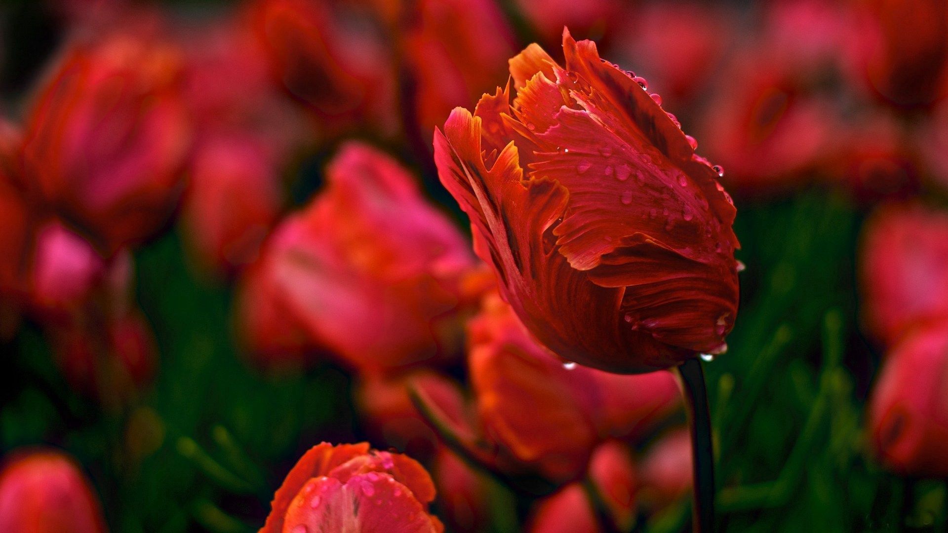 Free download wallpaper Tulips, Drops, Wavy, Glade, Dew, Flowers, Polyana on your PC desktop