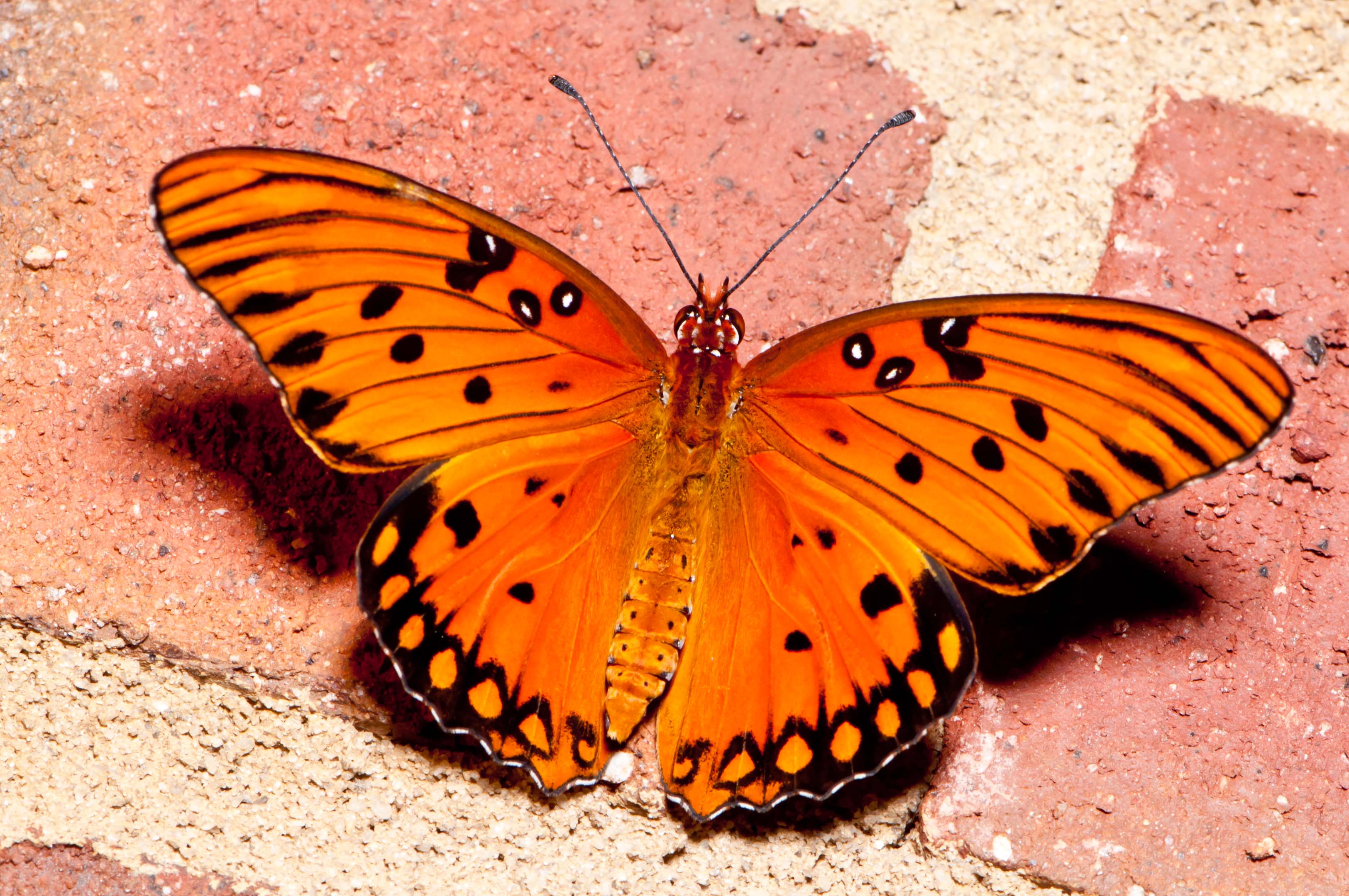 Handy-Wallpaper Tiere, Schmetterlinge kostenlos herunterladen.