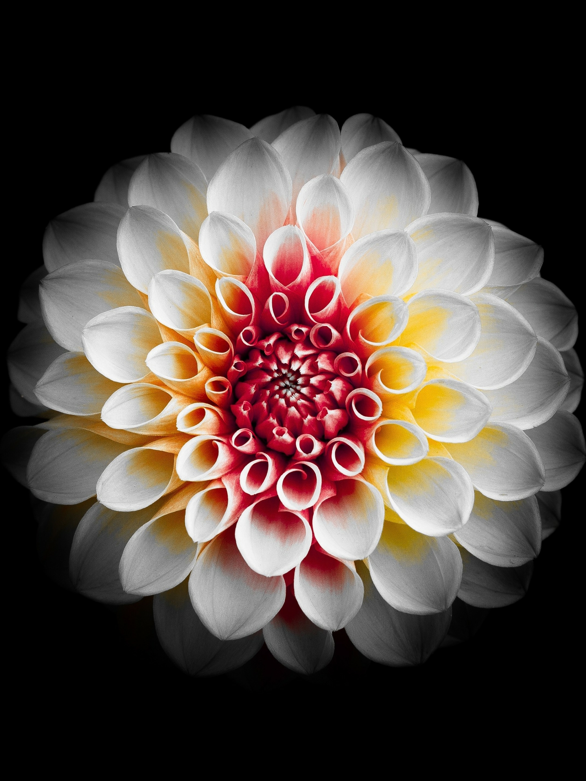Téléchargez gratuitement l'image Fleurs, Fleur, Dahlia, Fleur Blanche, Terre/nature sur le bureau de votre PC