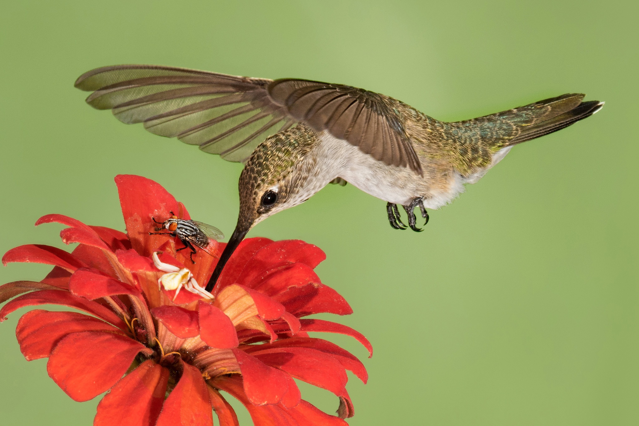 Laden Sie das Tiere, Vögel, Makro, Vogel, Rote Blume, Kolibri-Bild kostenlos auf Ihren PC-Desktop herunter