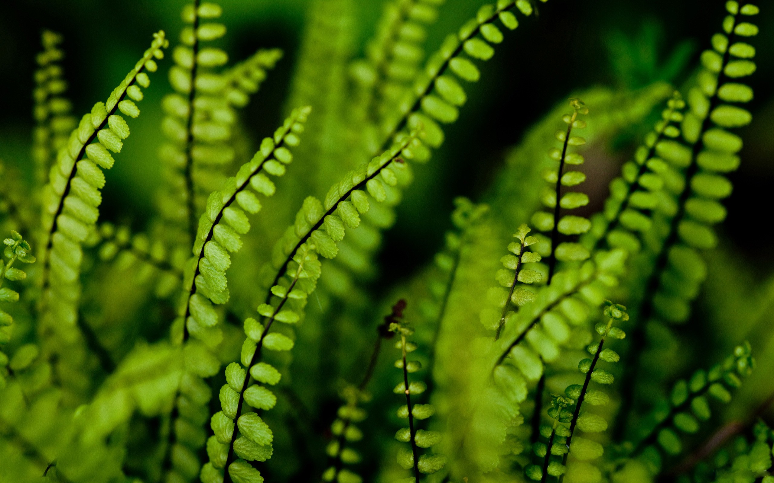 Download mobile wallpaper Fern, Earth for free.