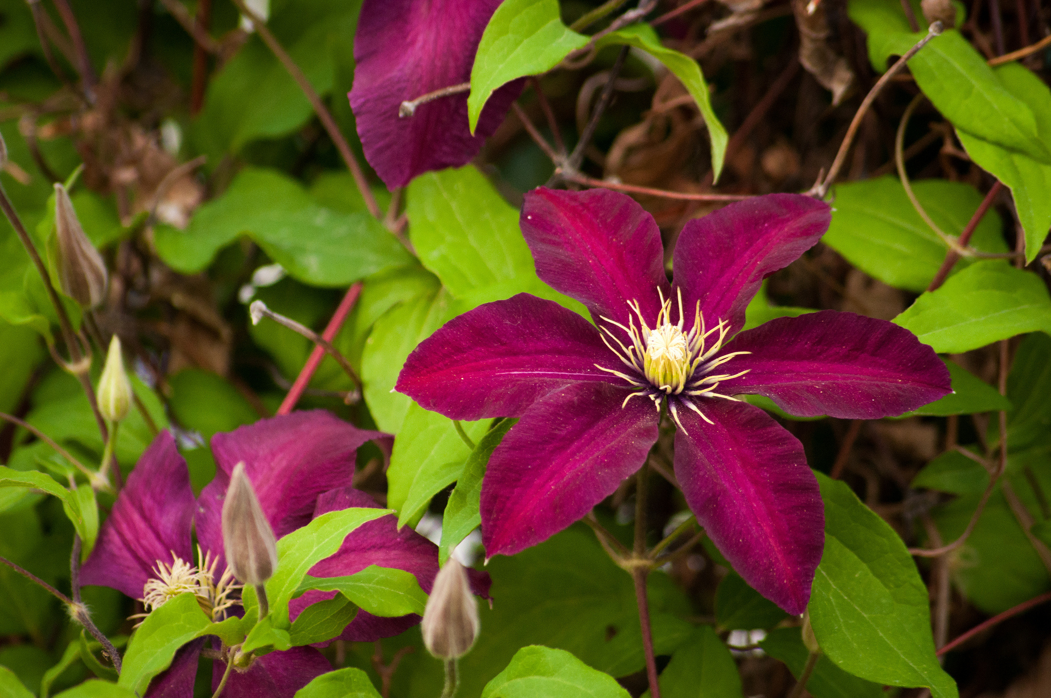 Descarga gratis la imagen Flores, Flor, Tierra/naturaleza en el escritorio de tu PC