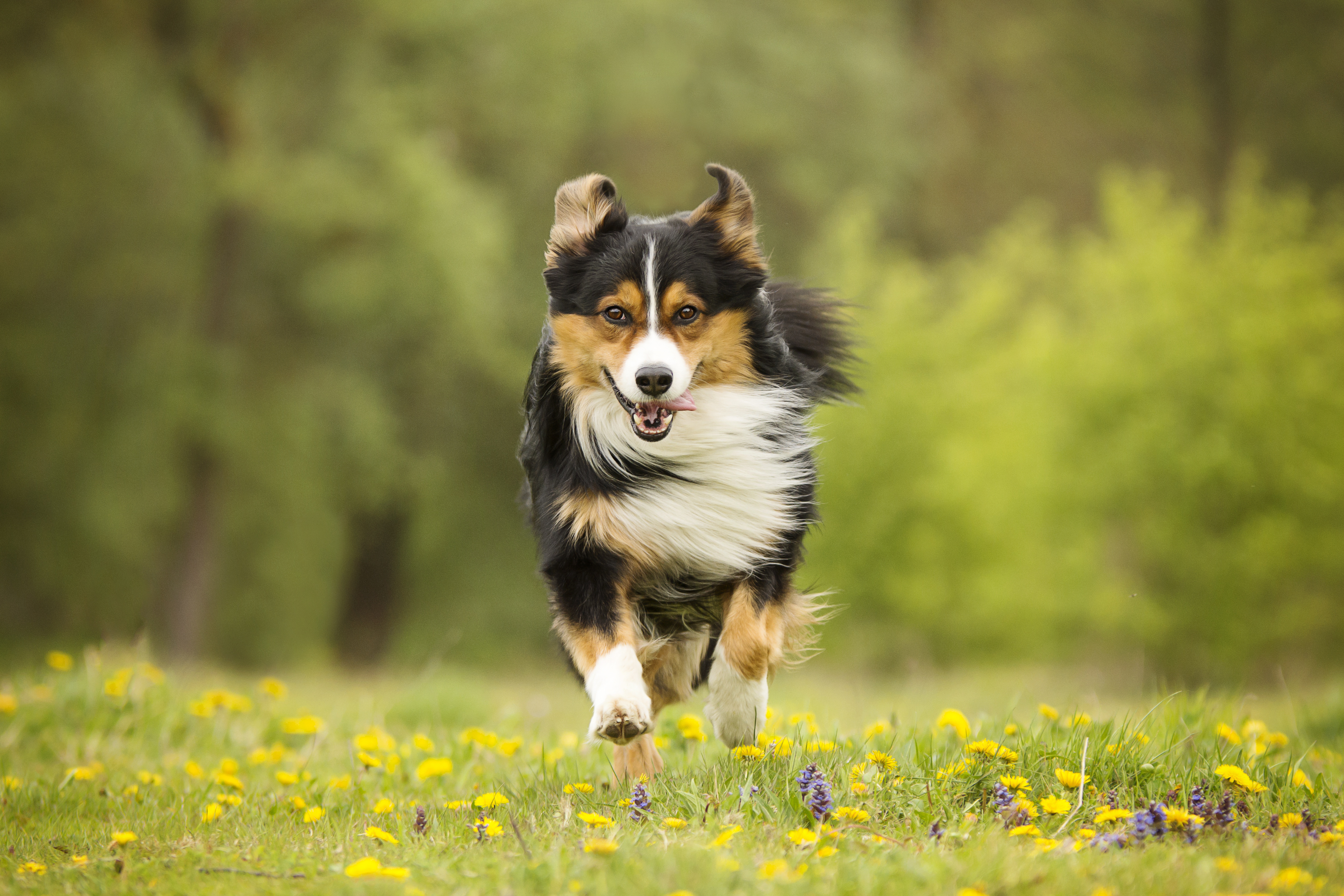 PCデスクトップに動物, 犬, 被写界深度画像を無料でダウンロード