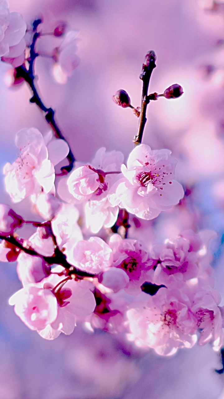 Download mobile wallpaper Nature, Flowers, Flower, Macro, Close Up, Earth, Cherry Blossom, Blossom for free.