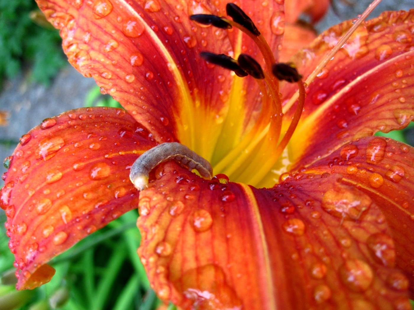 Laden Sie das Blumen, Raupen, Tiere, Pflanzen-Bild kostenlos auf Ihren PC-Desktop herunter