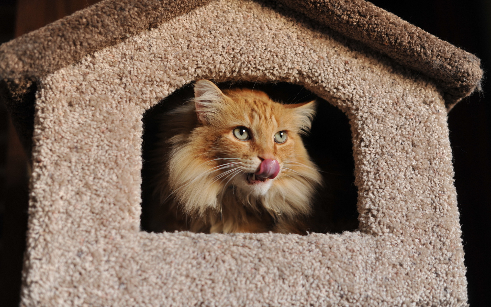 Baixe gratuitamente a imagem Animais, Gatos, Gato na área de trabalho do seu PC