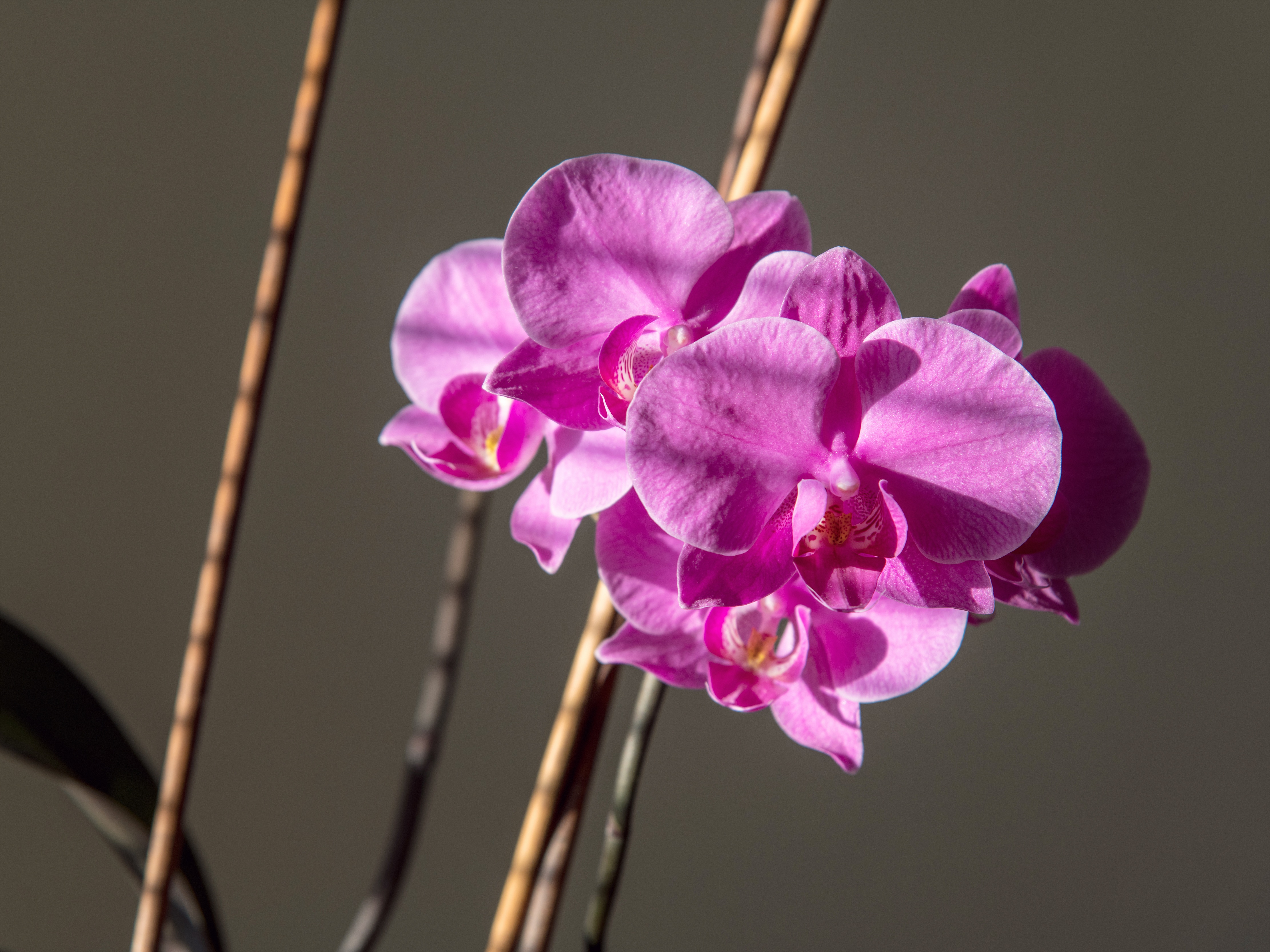 Descarga gratuita de fondo de pantalla para móvil de Naturaleza, Flores, Flor, Flor Rosa, Orquídea, Tierra/naturaleza.