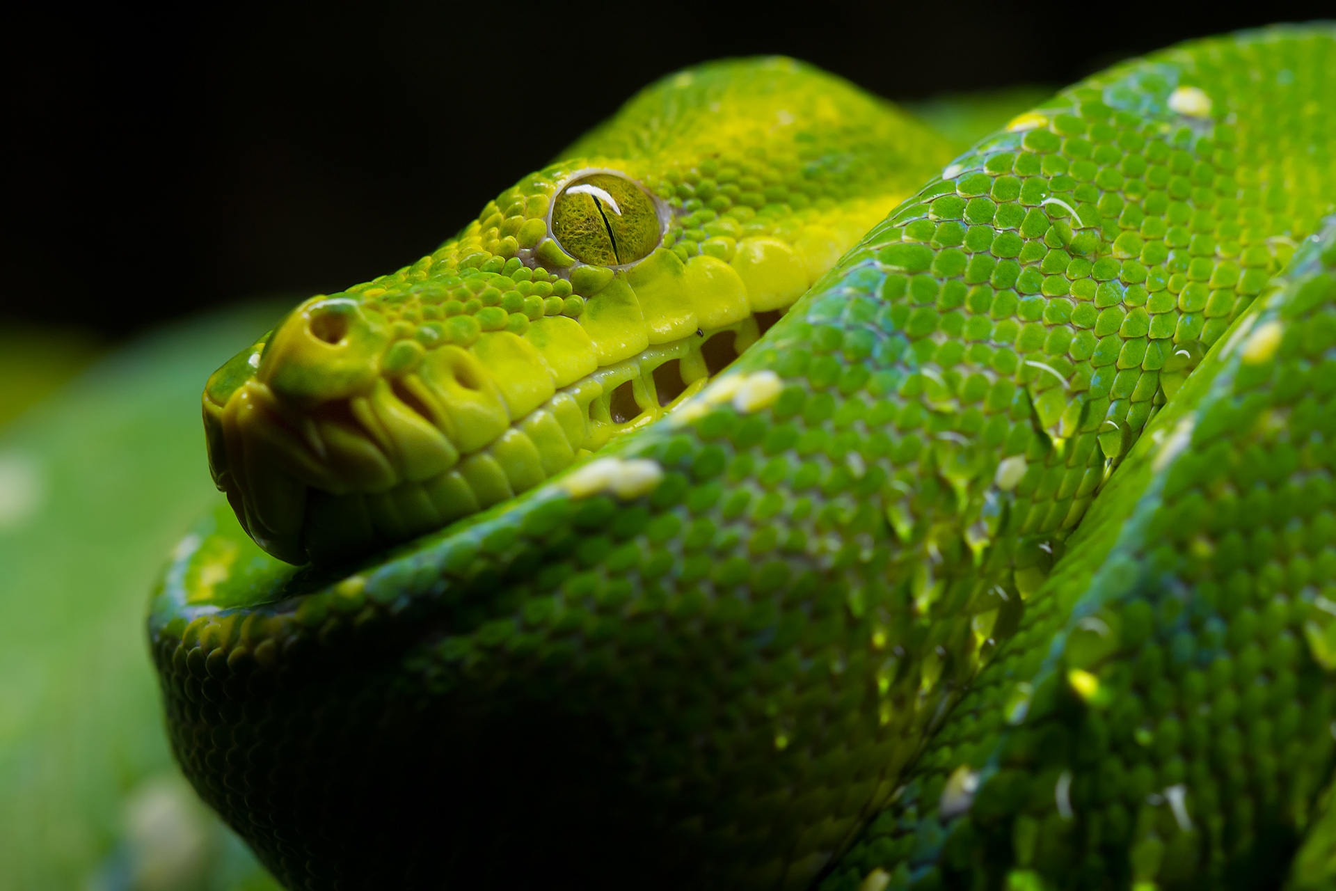 286416 descargar fondo de pantalla animales, pitón, serpiente, reptiles: protectores de pantalla e imágenes gratis