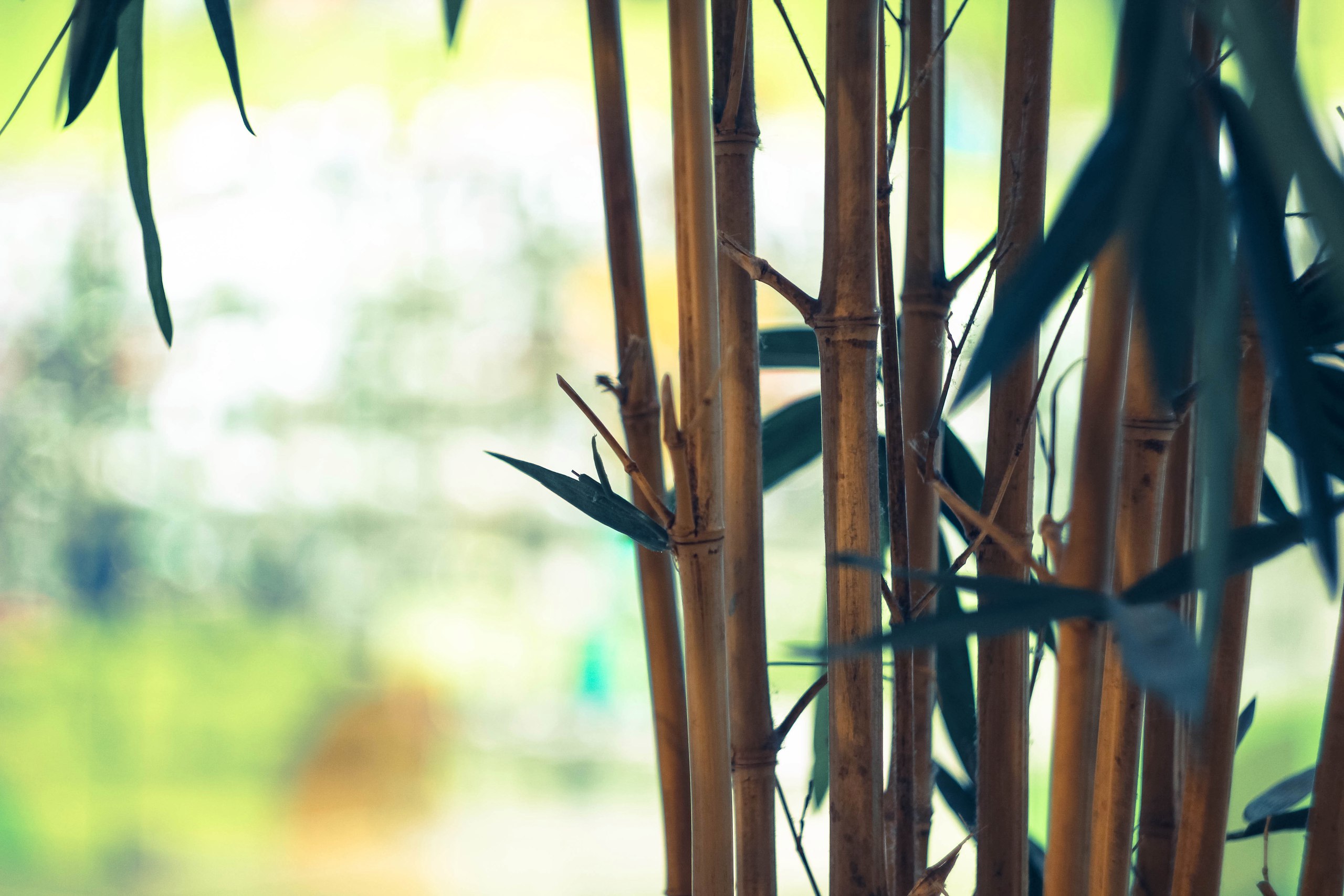 Baixar papel de parede para celular de Planta, Árvore, Bambu, Terra/natureza gratuito.