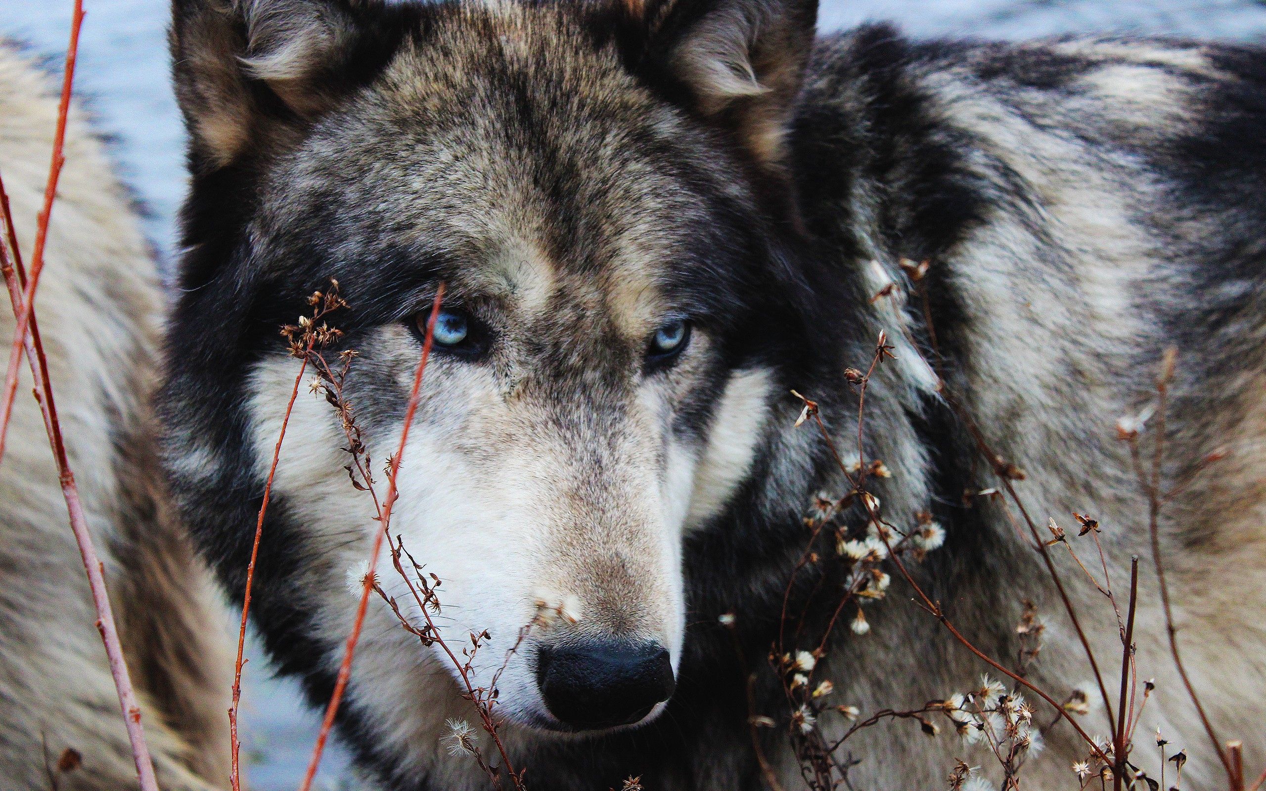 Free HD wolf, animals, grass, muzzle, sight, opinion, wild