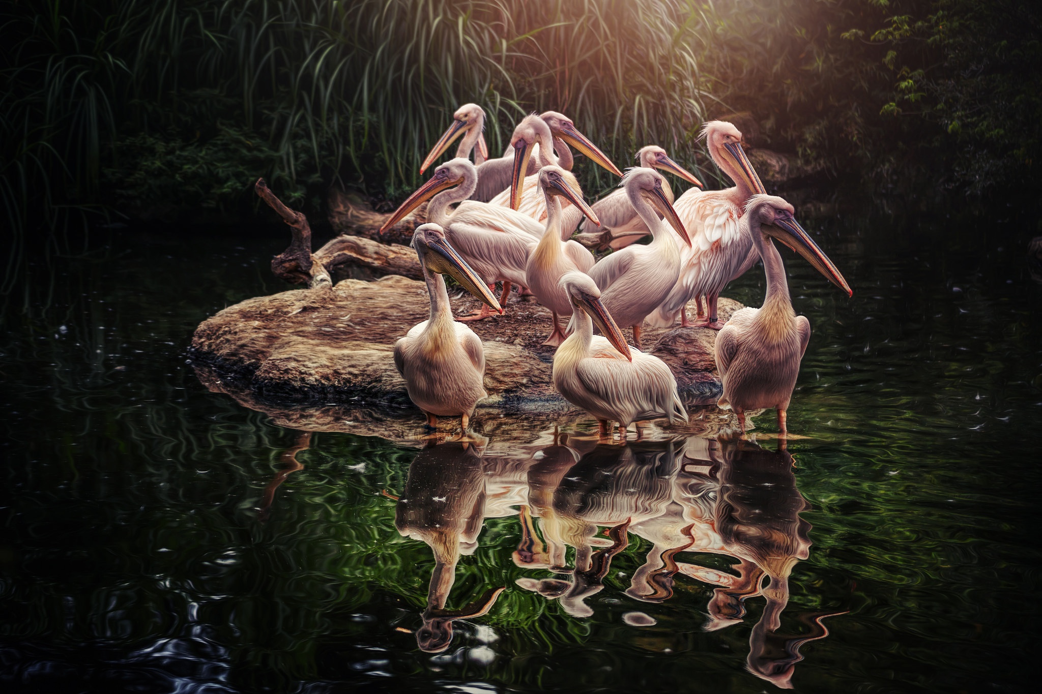 Download mobile wallpaper Birds, Reflection, Bird, Animal, Pelican for free.