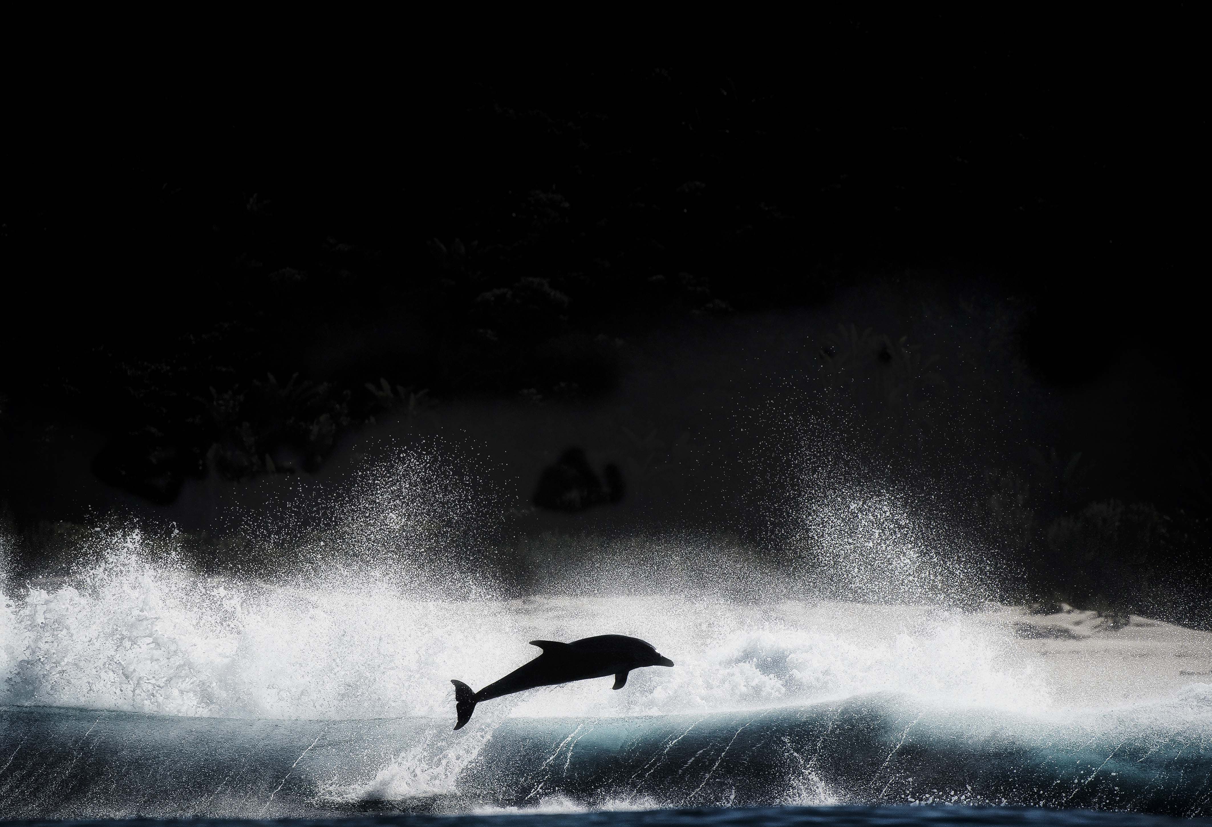 Handy-Wallpaper Tiere, Delfin kostenlos herunterladen.