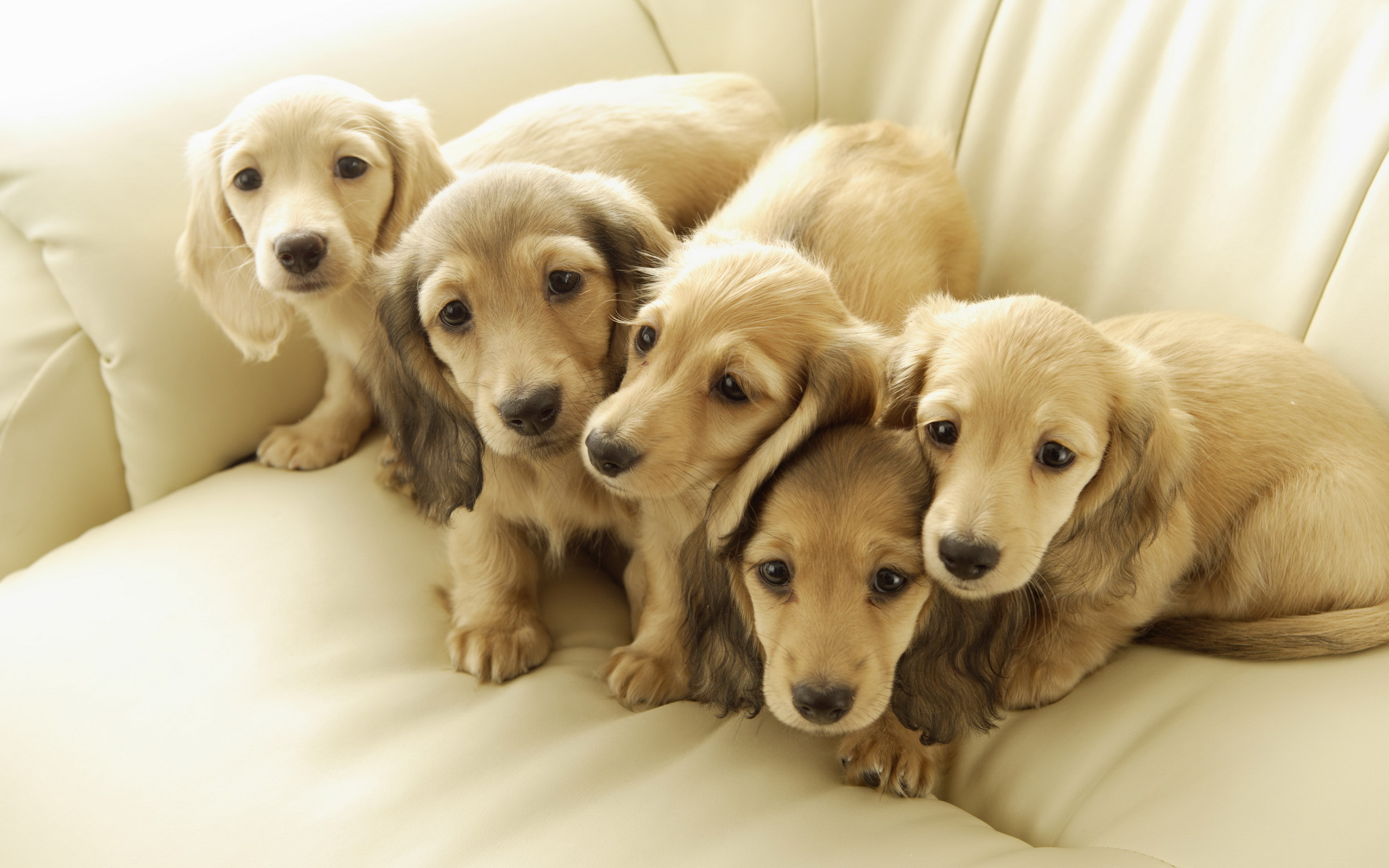 Free download wallpaper Dogs, Dog, Animal, Puppy, Sofa on your PC desktop
