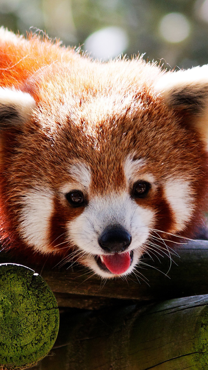 Baixar papel de parede para celular de Animais, Panda Vermelho gratuito.