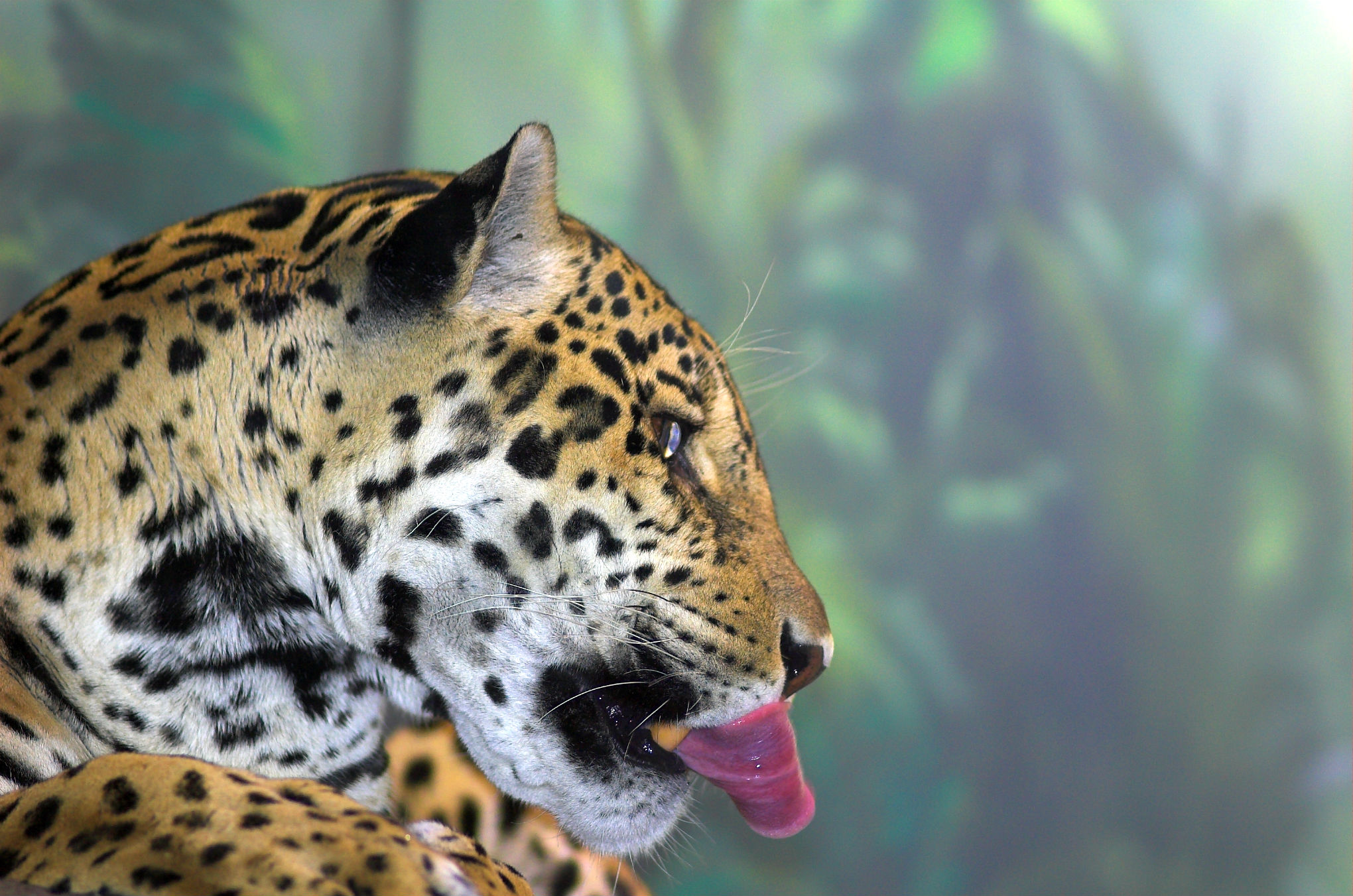 PCデスクトップにジャガー, 猫, 動物画像を無料でダウンロード