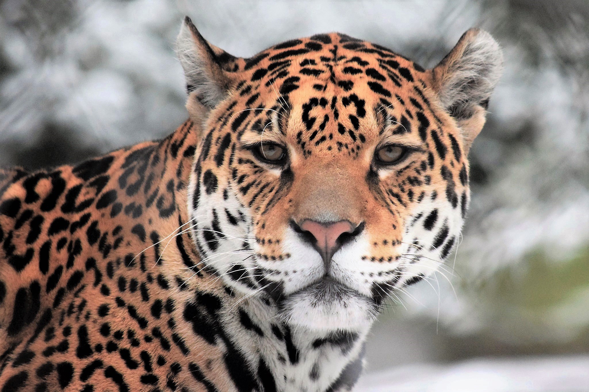 Download mobile wallpaper Cats, Jaguar, Animal, Face for free.