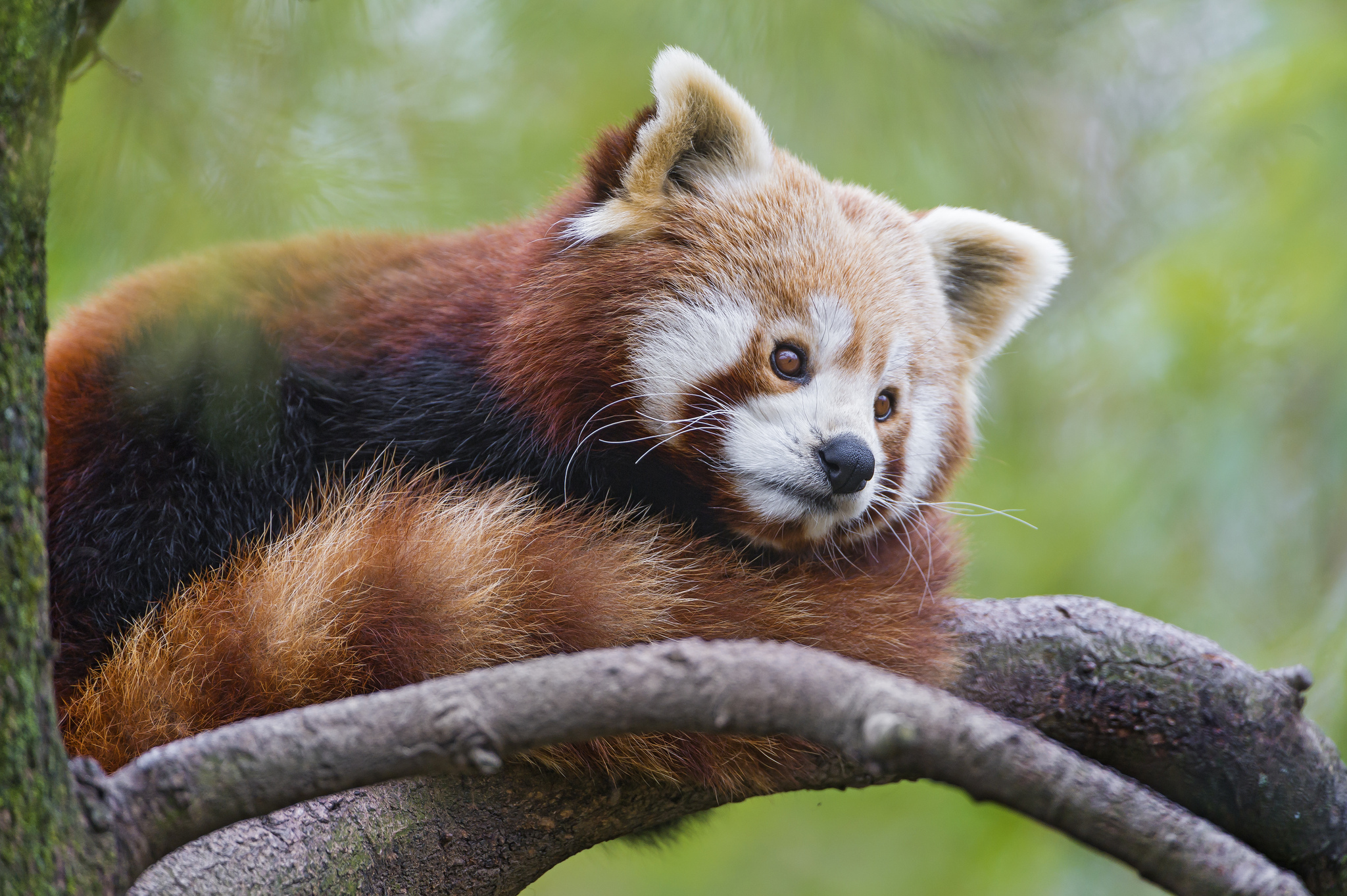 596628 baixar papel de parede animais, panda vermelho - protetores de tela e imagens gratuitamente