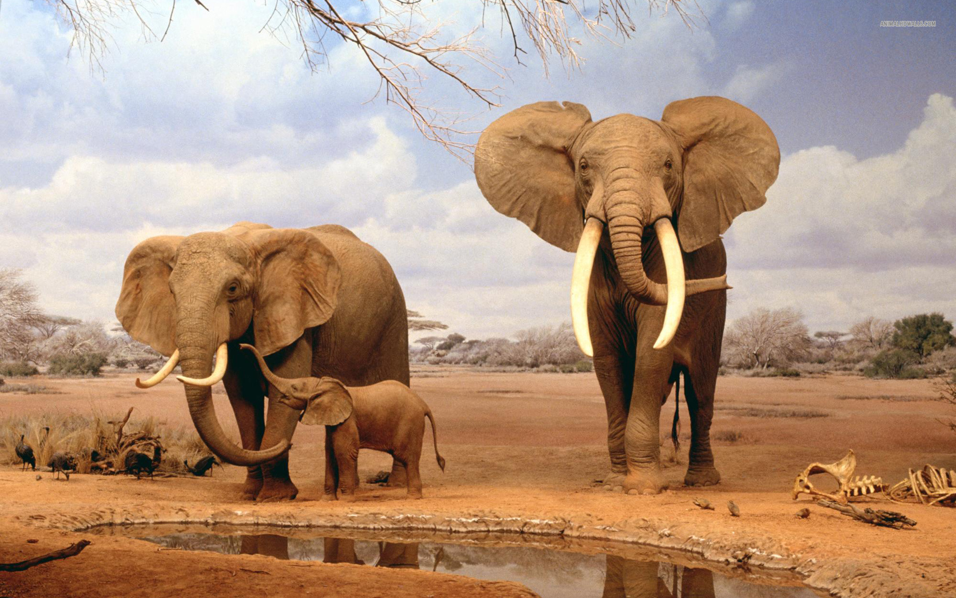 Baixe gratuitamente a imagem Animais, Elefante Da Savana na área de trabalho do seu PC