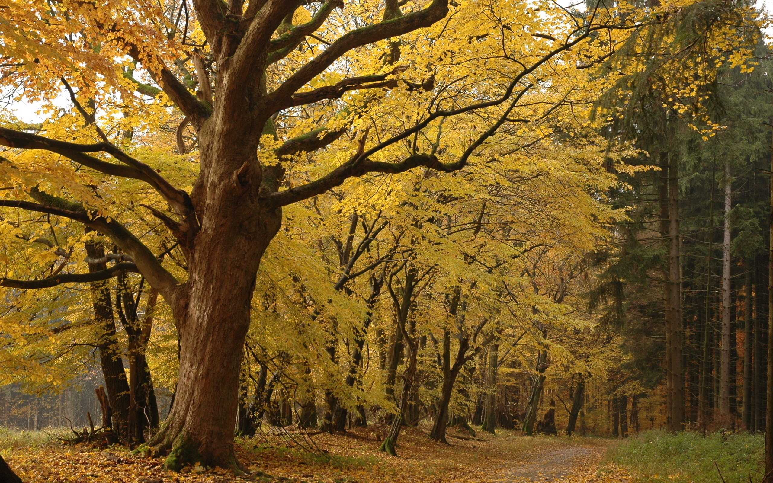 Téléchargez gratuitement l'image Automne, Terre/nature sur le bureau de votre PC