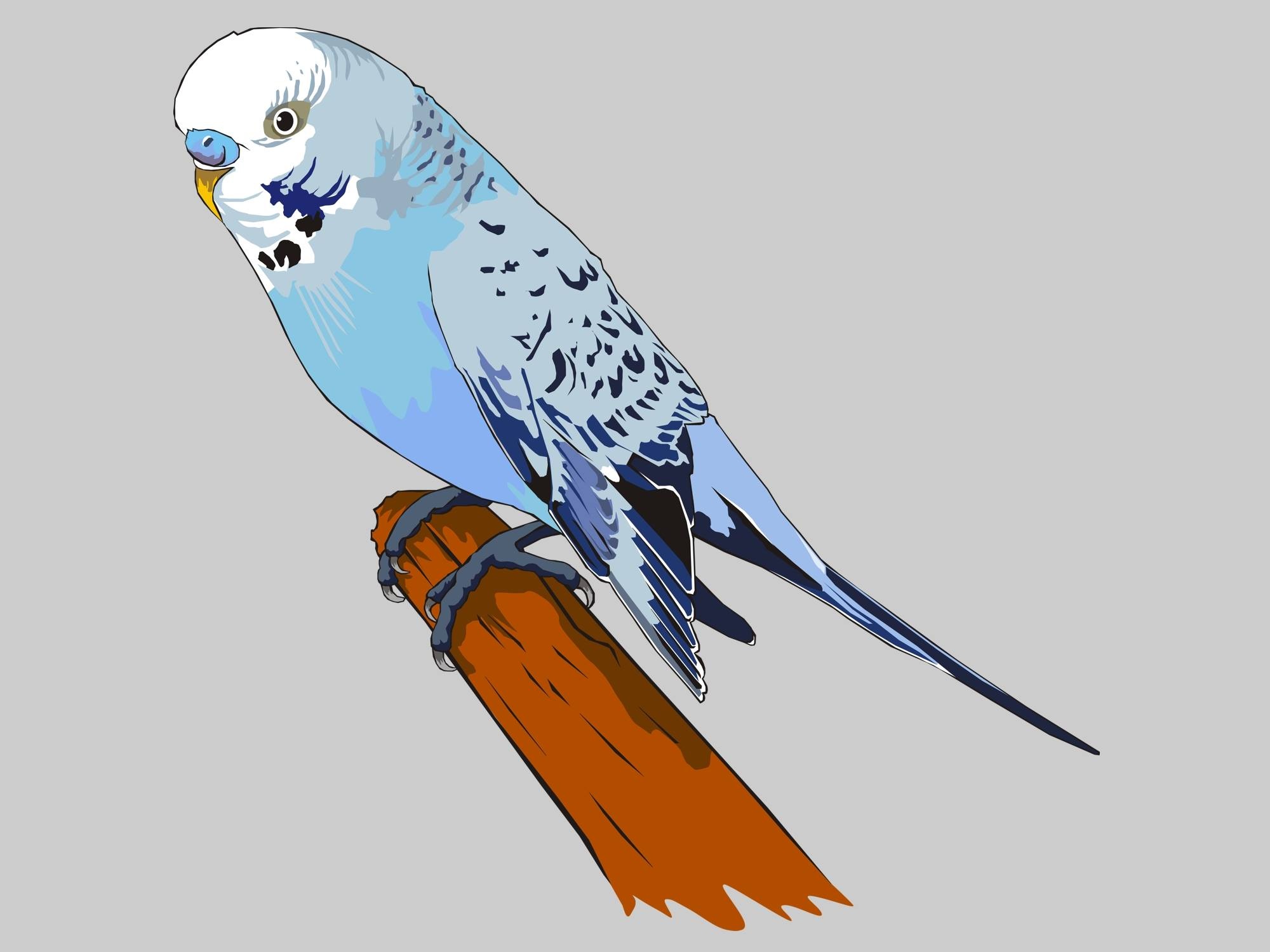 Download mobile wallpaper Birds, Bird, Animal, Budgerigar, Parakeet for free.