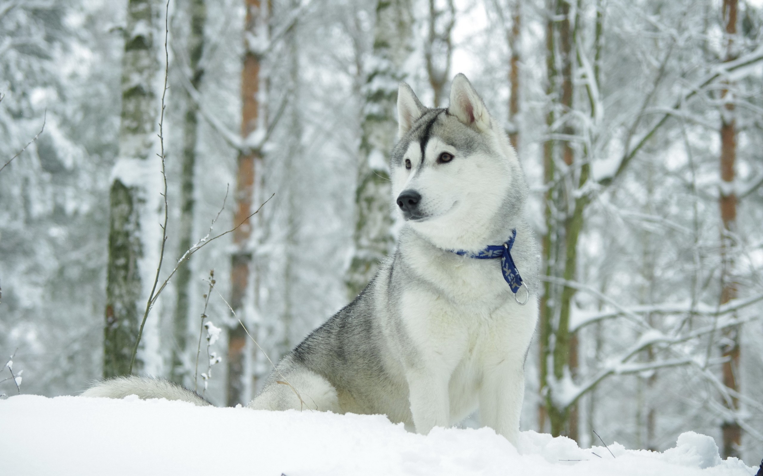 husky, animal, siberian husky, dog, winter, dogs