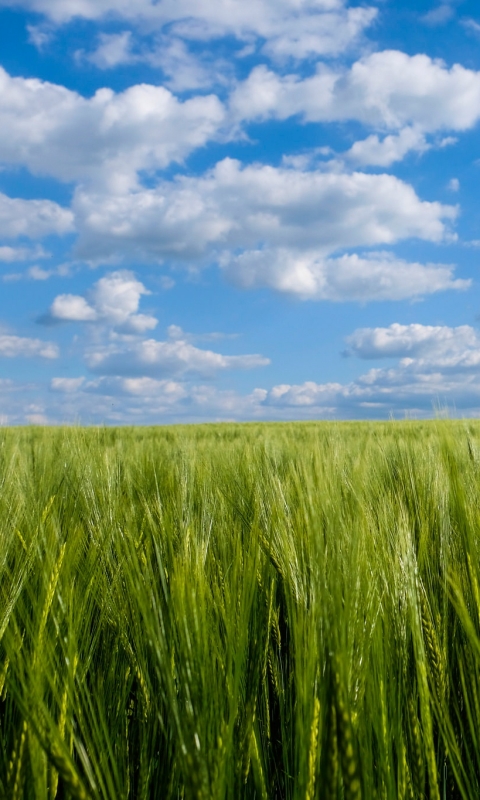 Download mobile wallpaper Nature, Sky, Wheat, Earth, Field, Cloud for free.