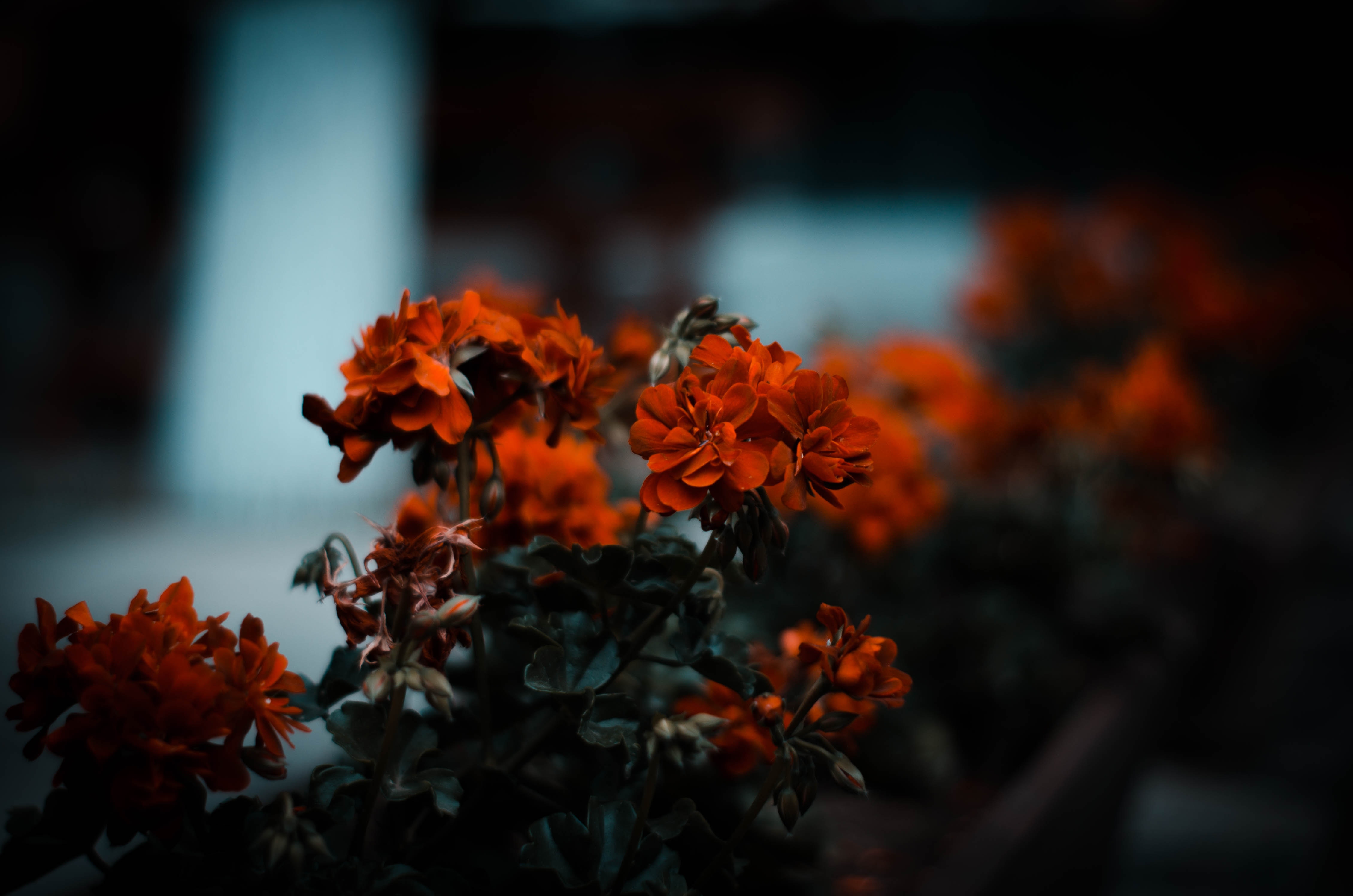 Free download wallpaper Flowers, Bush, Blur, Smooth, Flowering, Leaves, Bloom on your PC desktop