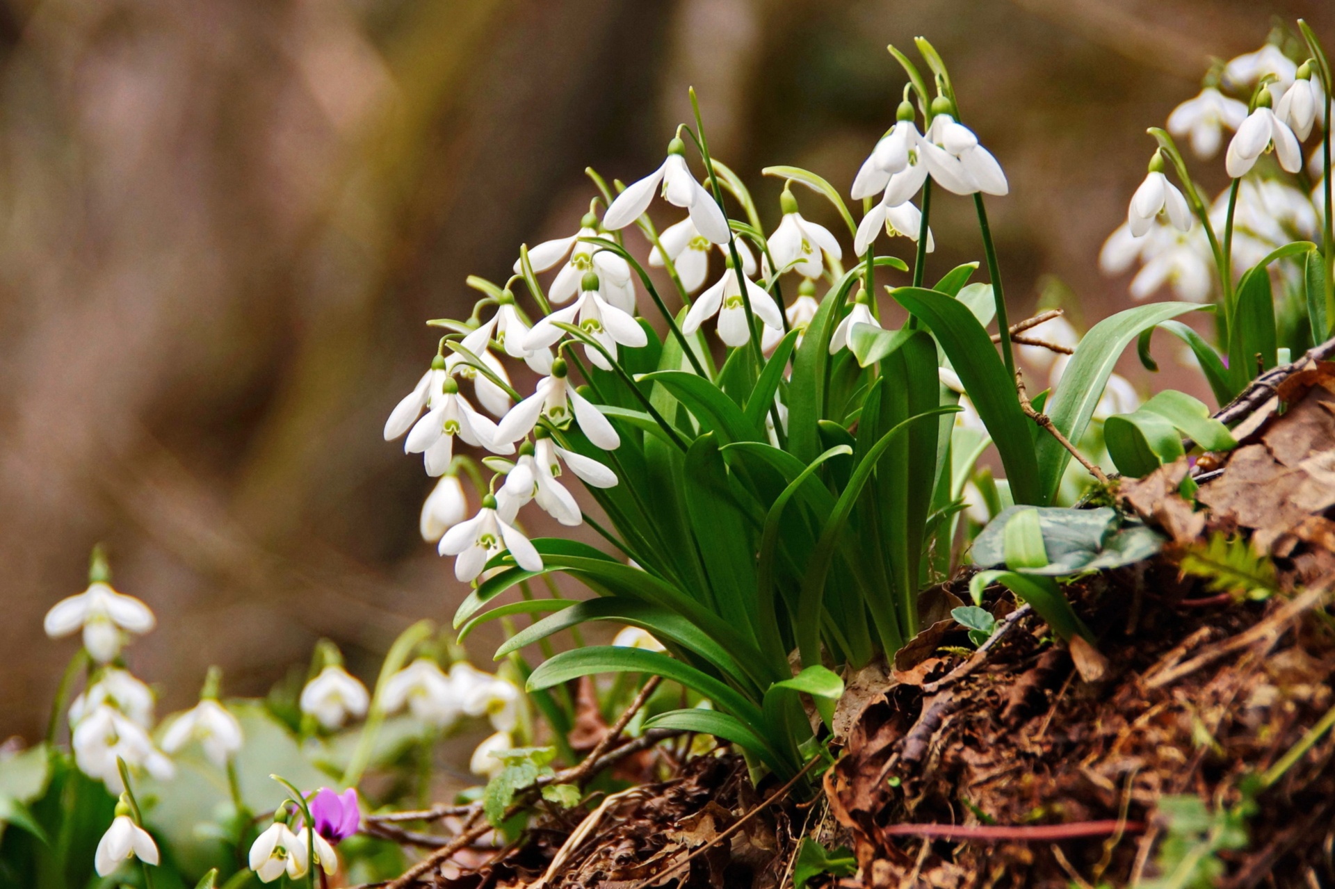 Download mobile wallpaper Nature, Flowers, Flower, Earth, Snowdrop, White Flower for free.