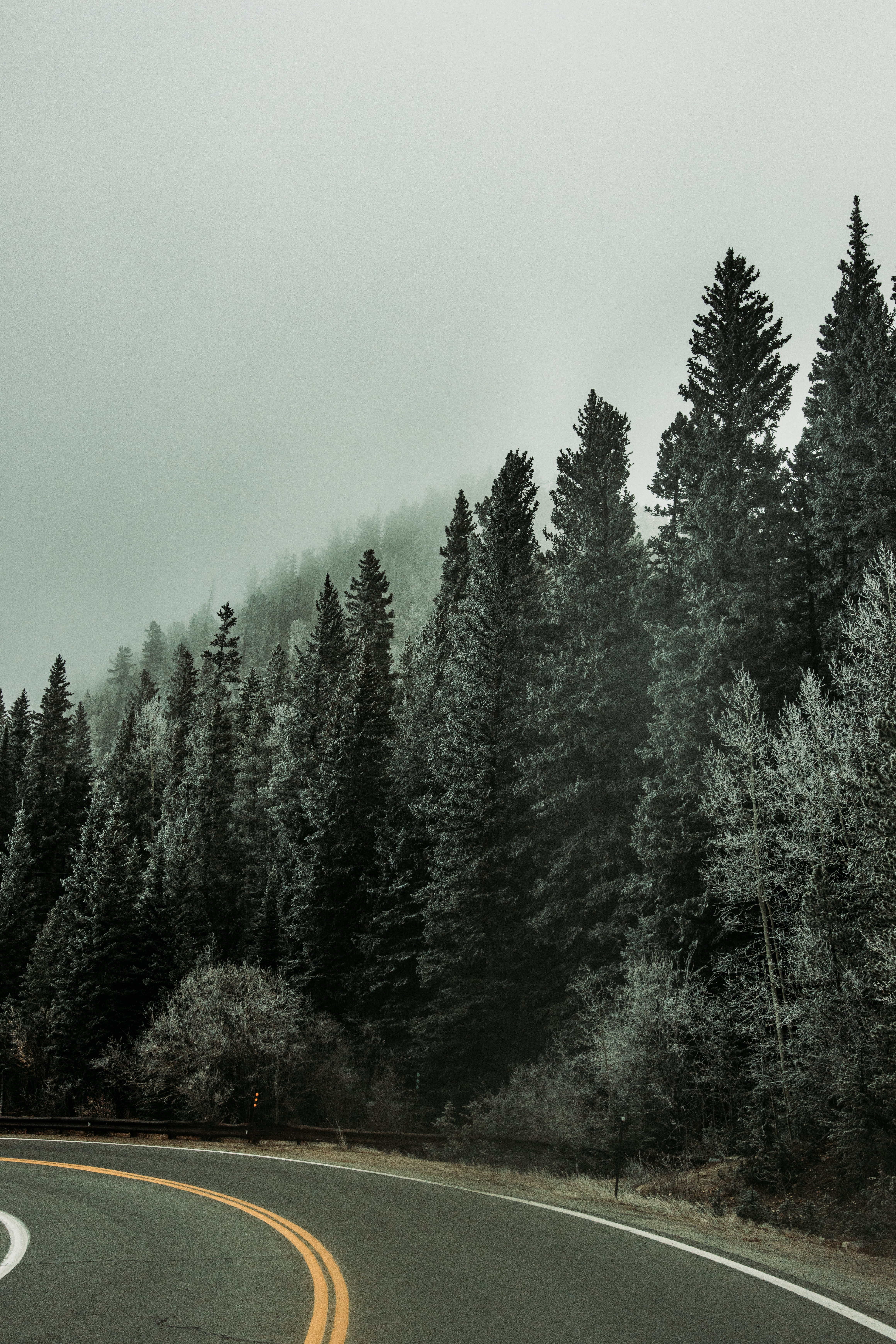 Скачать картинку Поворот, Туман, Деревья, Дорога, Природа, Лес в телефон бесплатно.