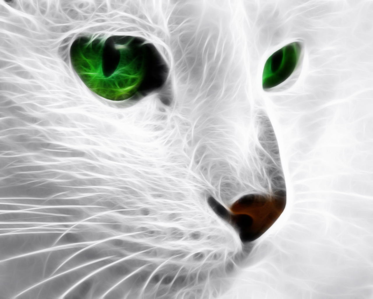 Free download wallpaper Cat, Animal on your PC desktop