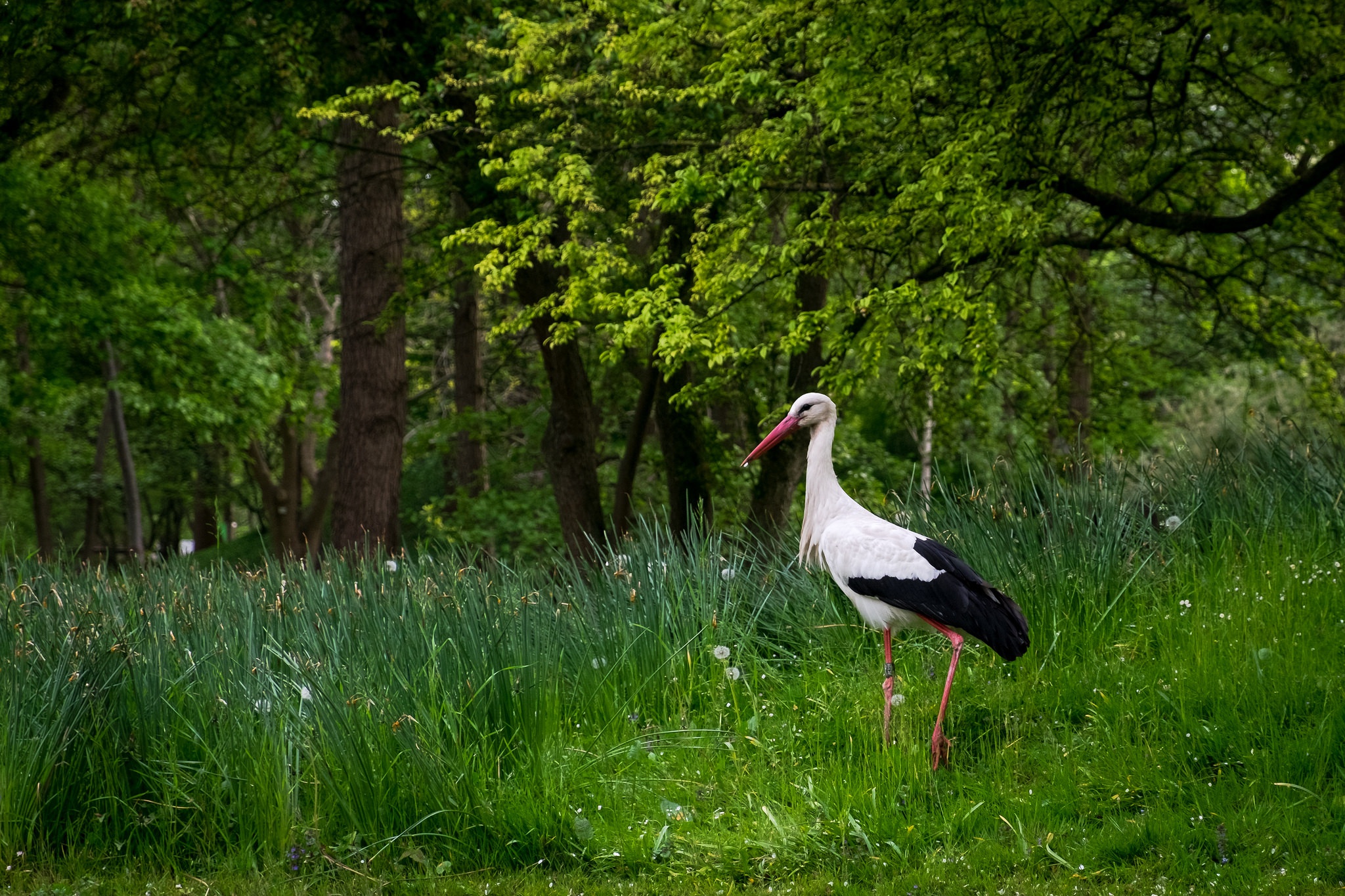 animal, white stork, bird, grass, stork, birds
