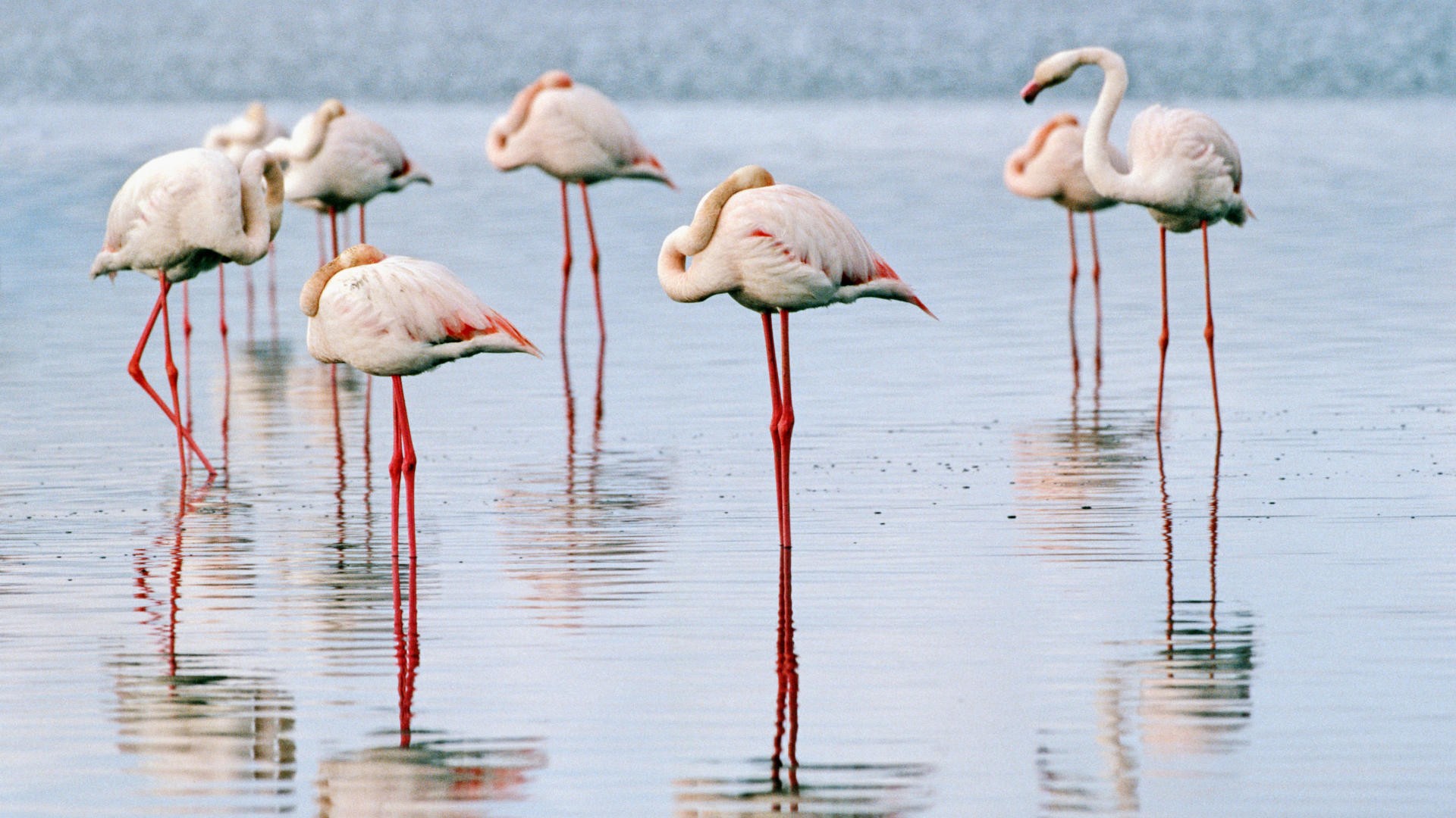 Baixe gratuitamente a imagem Animais, Aves, Flamingo na área de trabalho do seu PC
