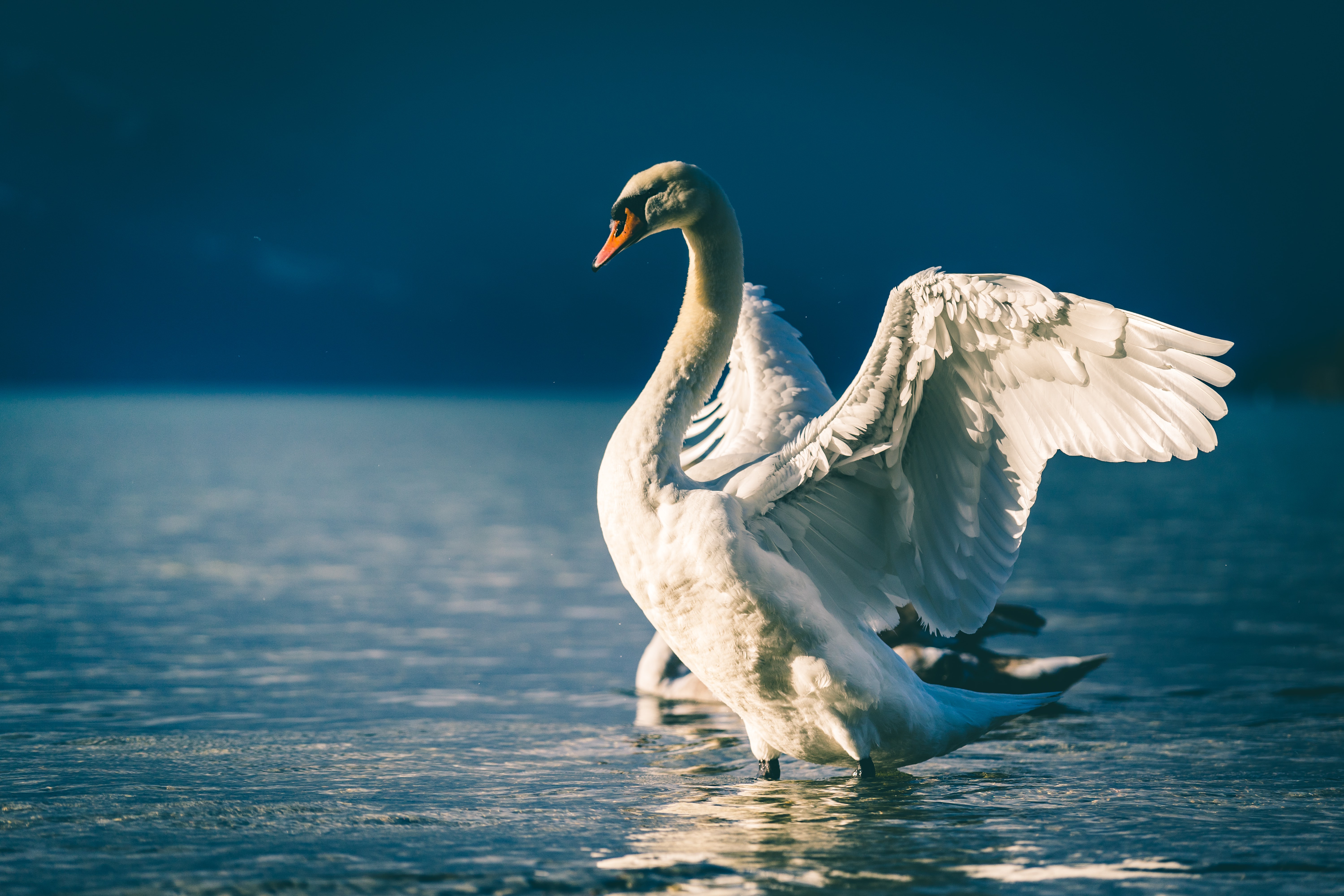 Laden Sie das Tiere, Vögel, Vogel, Flügel, Schwan, Teich, Höckerschwan-Bild kostenlos auf Ihren PC-Desktop herunter
