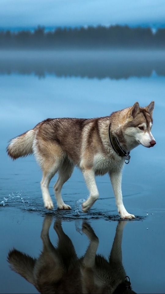 Handy-Wallpaper Tiere, Hunde, Schlittenhund kostenlos herunterladen.