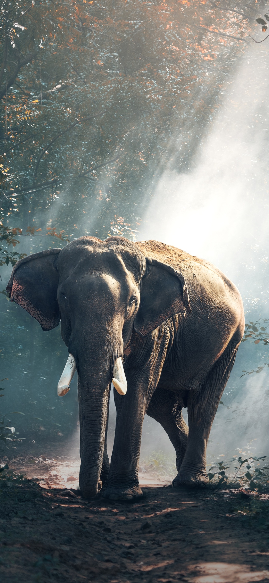 Download mobile wallpaper Elephants, Animal, Elephant, Mammal, Sunbeam, Asian Elephant, Sunbean for free.