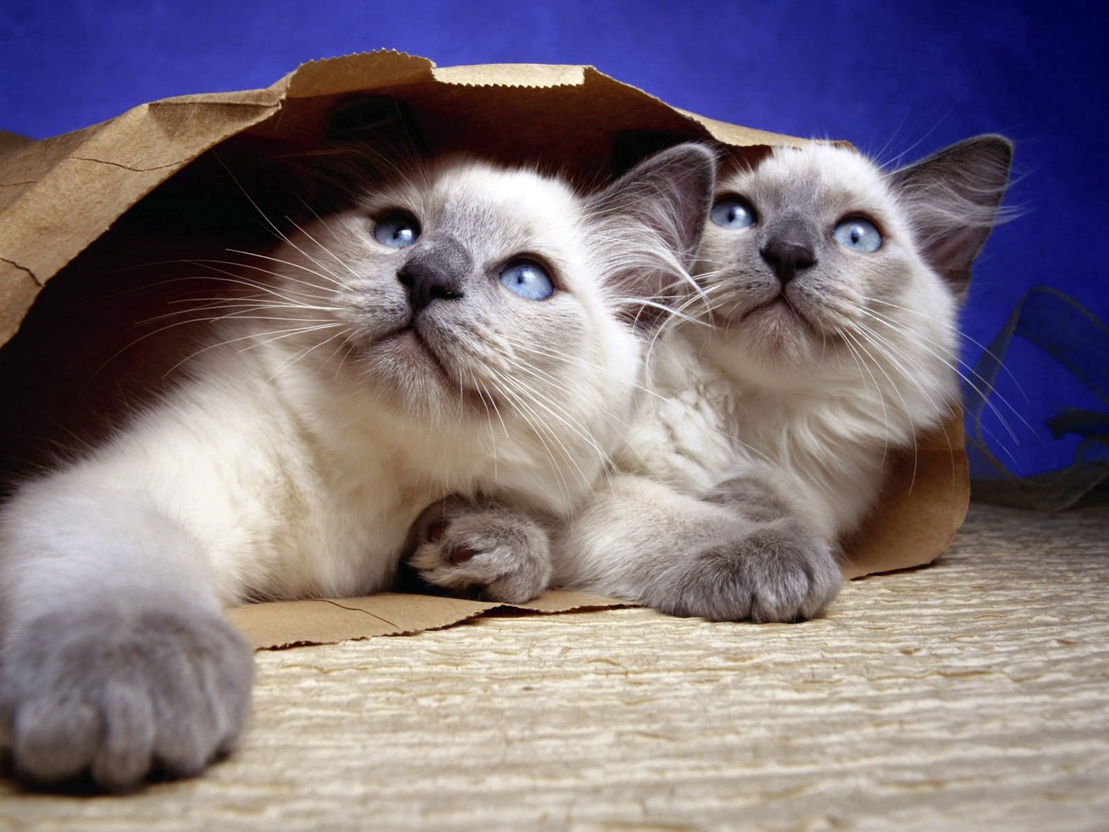 Cool Wallpapers cats, animals, couple, pair, paper, package, packet