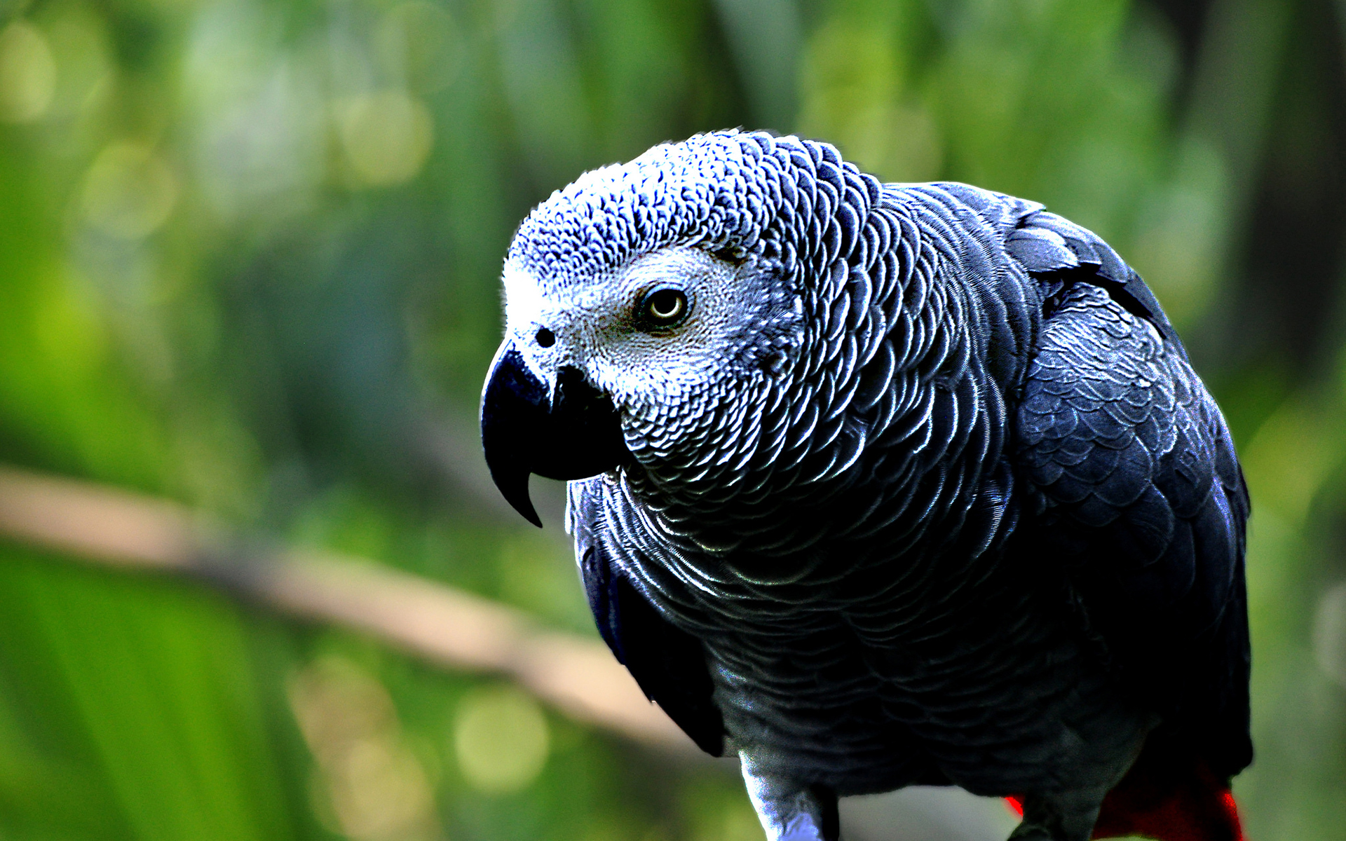 349925 descargar imagen animales, loro gris africano, ave, aves: fondos de pantalla y protectores de pantalla gratis