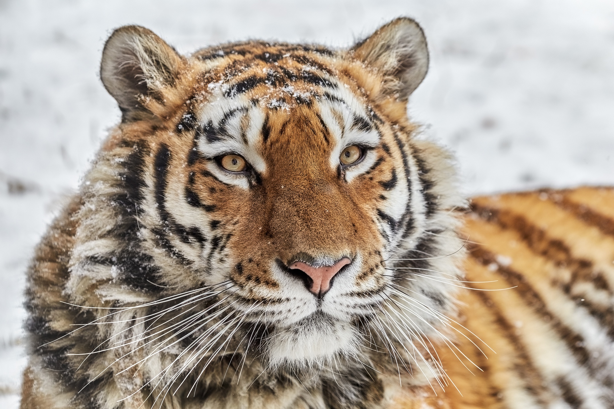 Baixar papel de parede para celular de Gatos, Animais, Tigre gratuito.