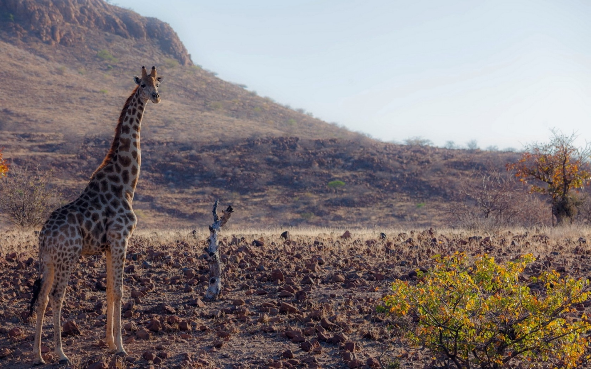 Скачать картинку Животные, Жирафа в телефон бесплатно.