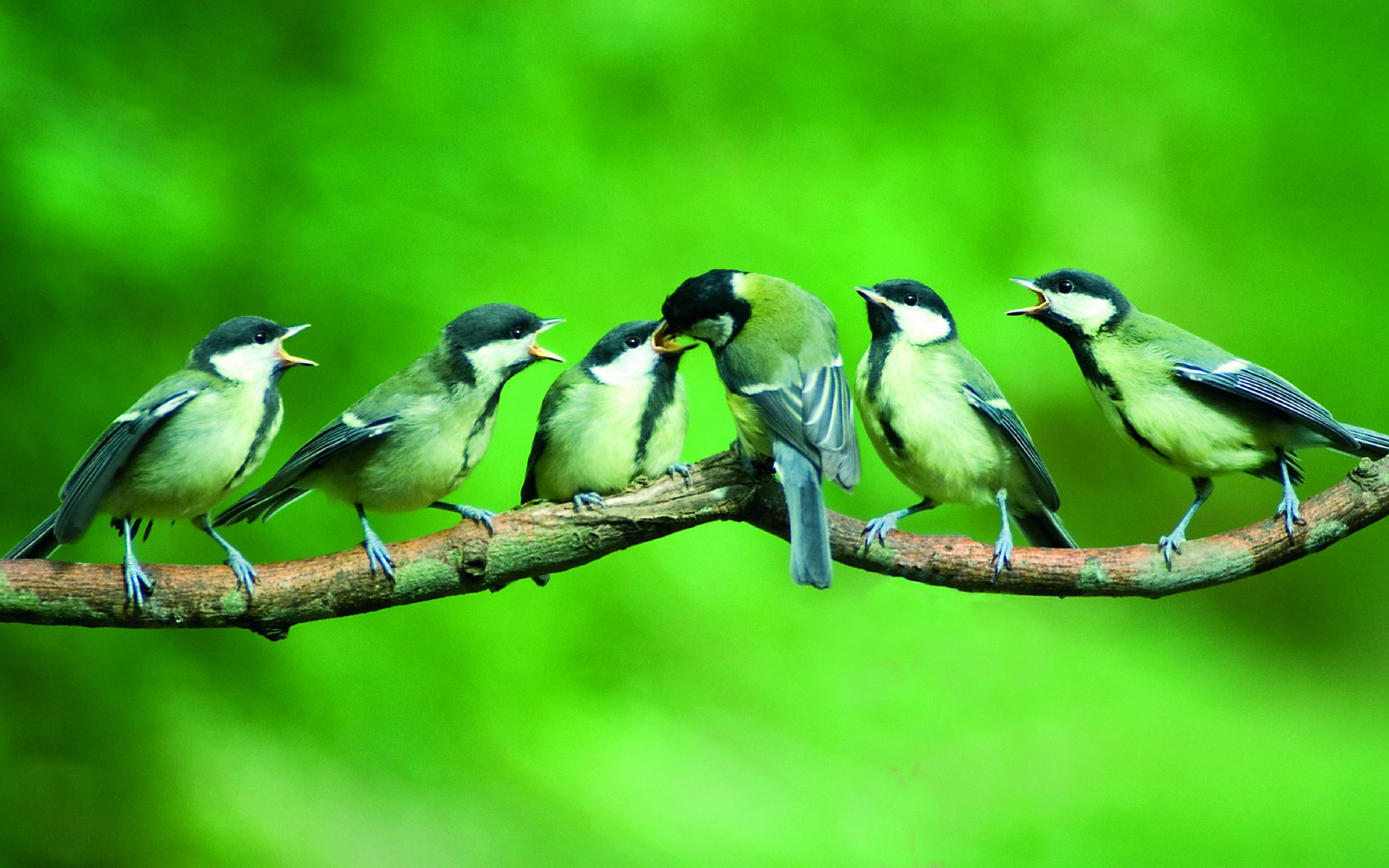 Laden Sie das Vogel, Vögel, Tiere-Bild kostenlos auf Ihren PC-Desktop herunter